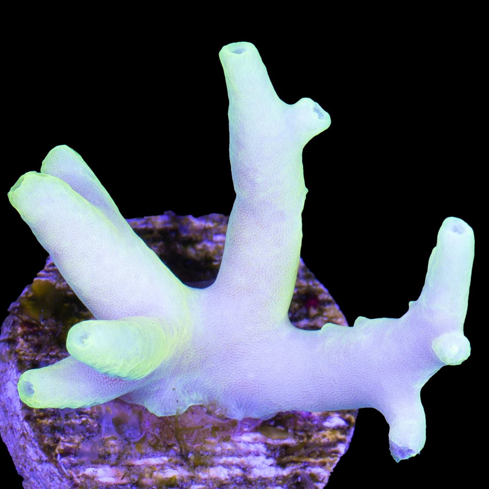 Glowstick Acropora Caroliniana Coral