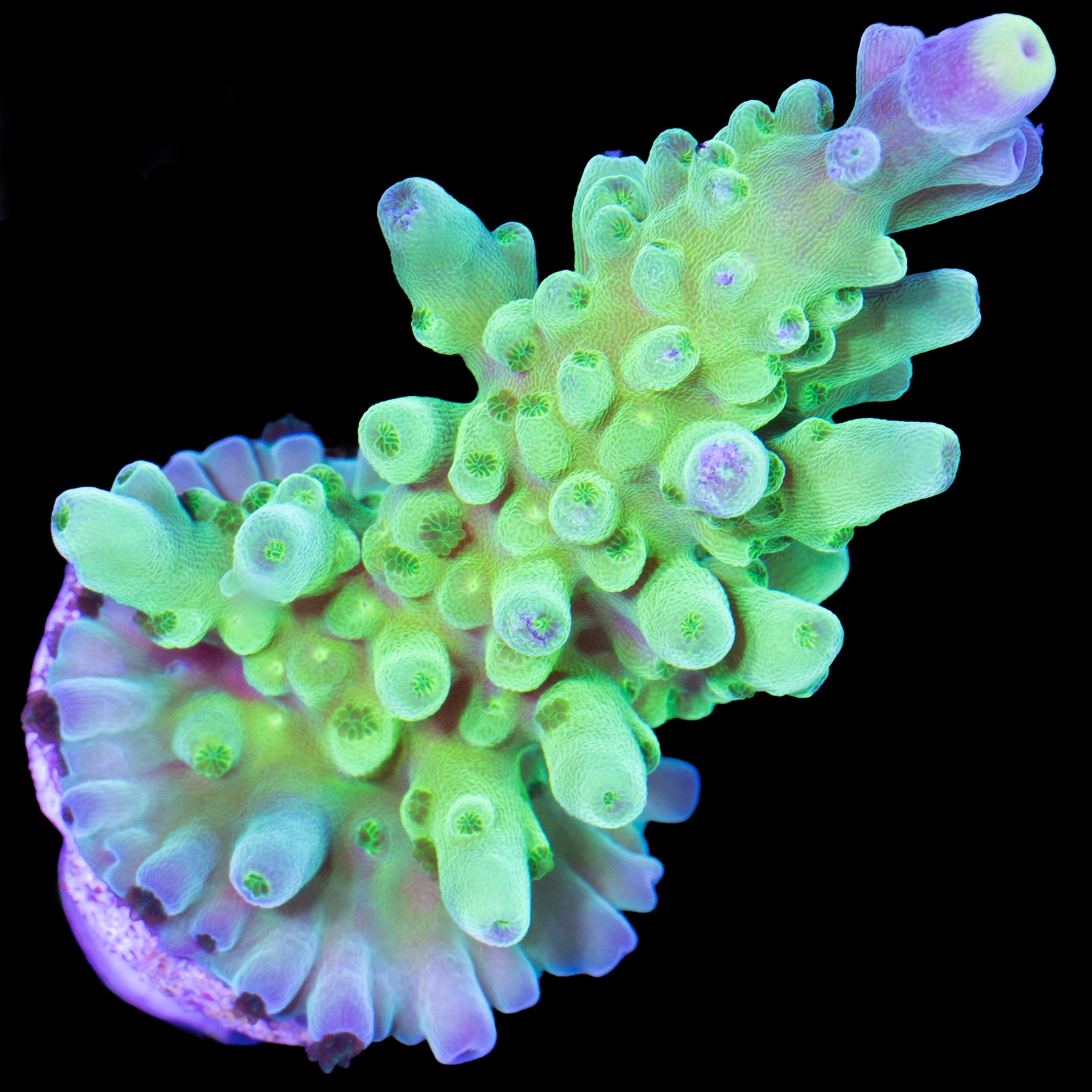 Enigma Acropora Coral