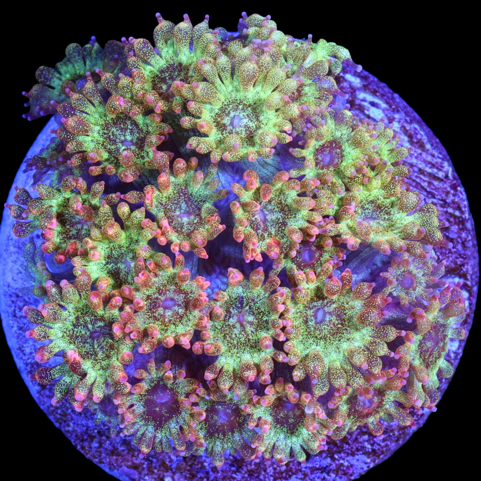 Golden Glitter Bernardpora Coral