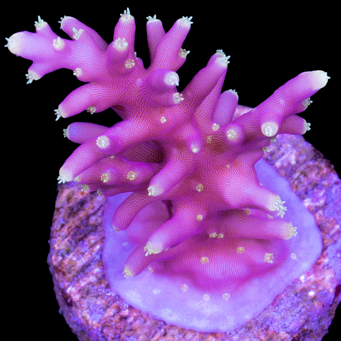 Little Red Ferrari Acropora Coral
