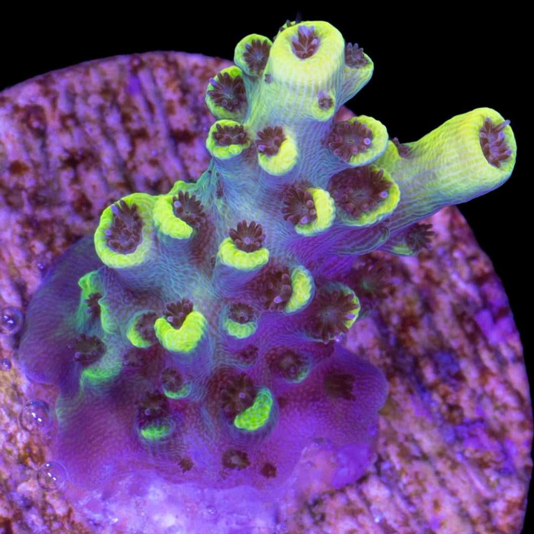 Pink Floyd Acropora Coral