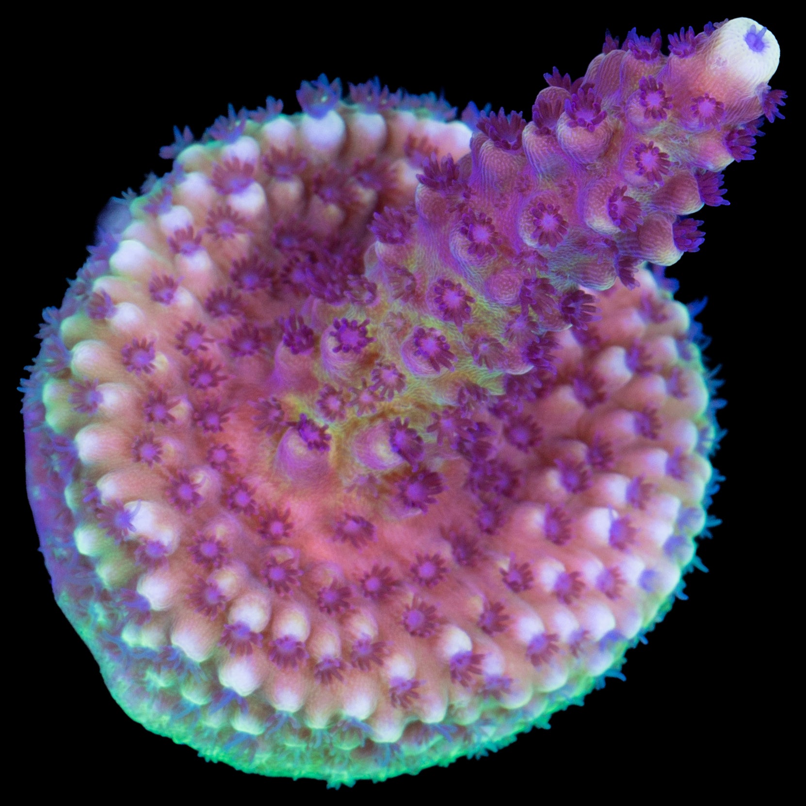 Pink Cadillac Acropora Coral