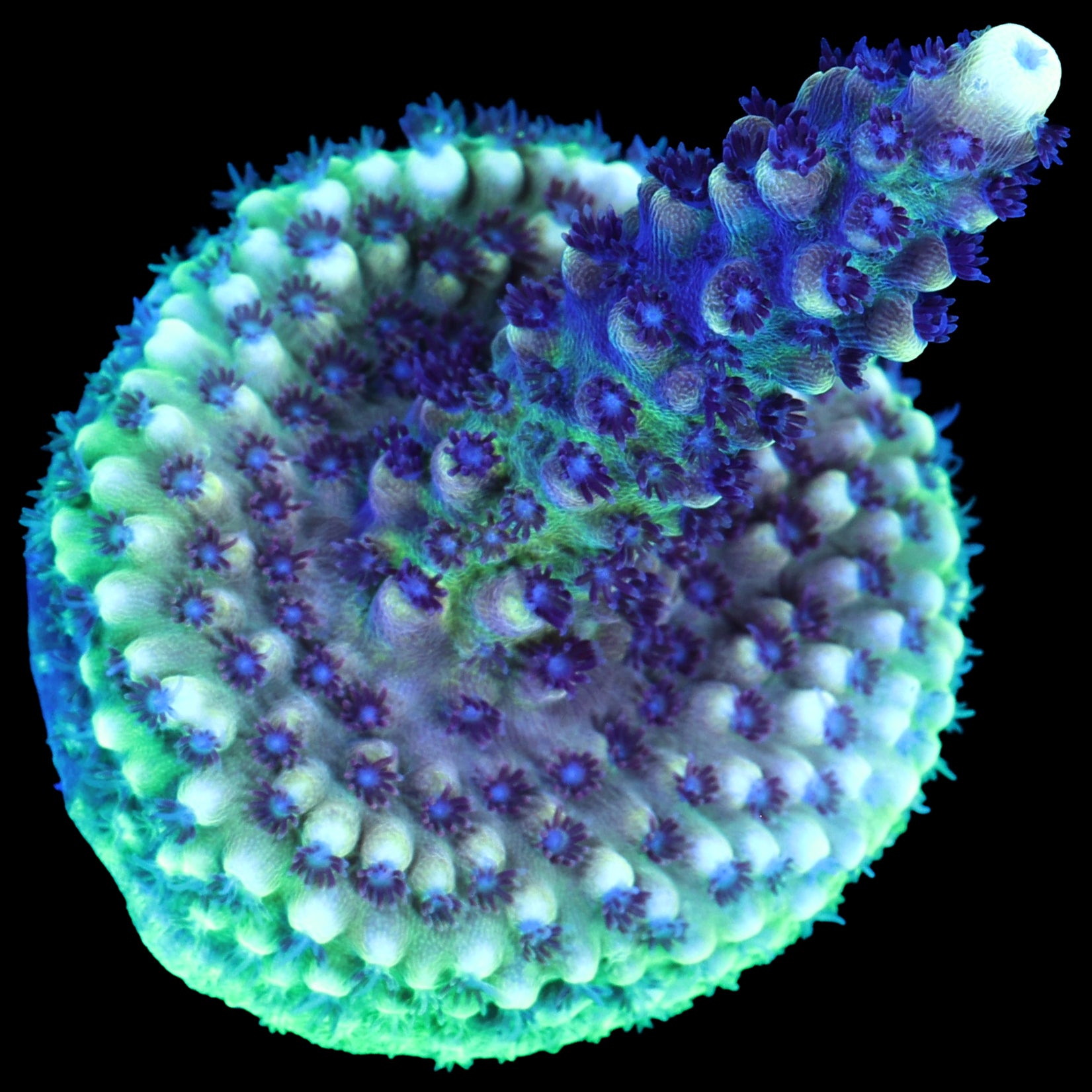 Pink Cadillac Acropora Coral