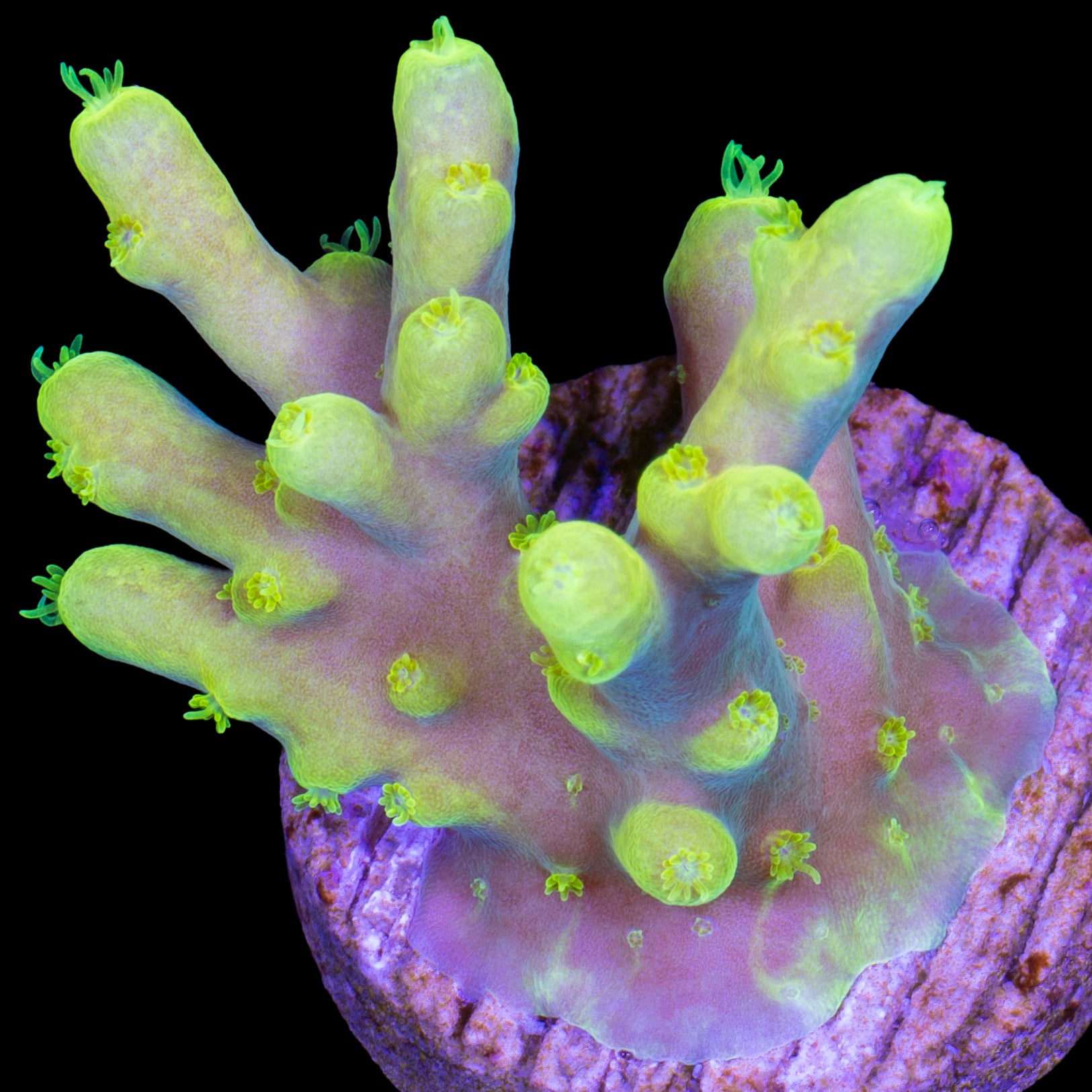 Glowstick Acropora Caroliniana Coral