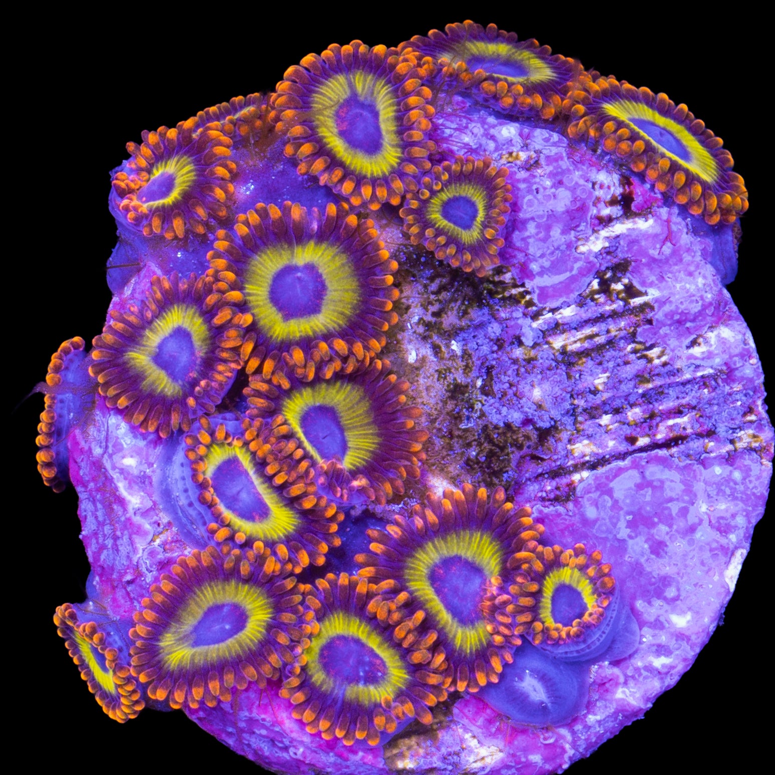Vivid's Fruit Loops Zoanthids