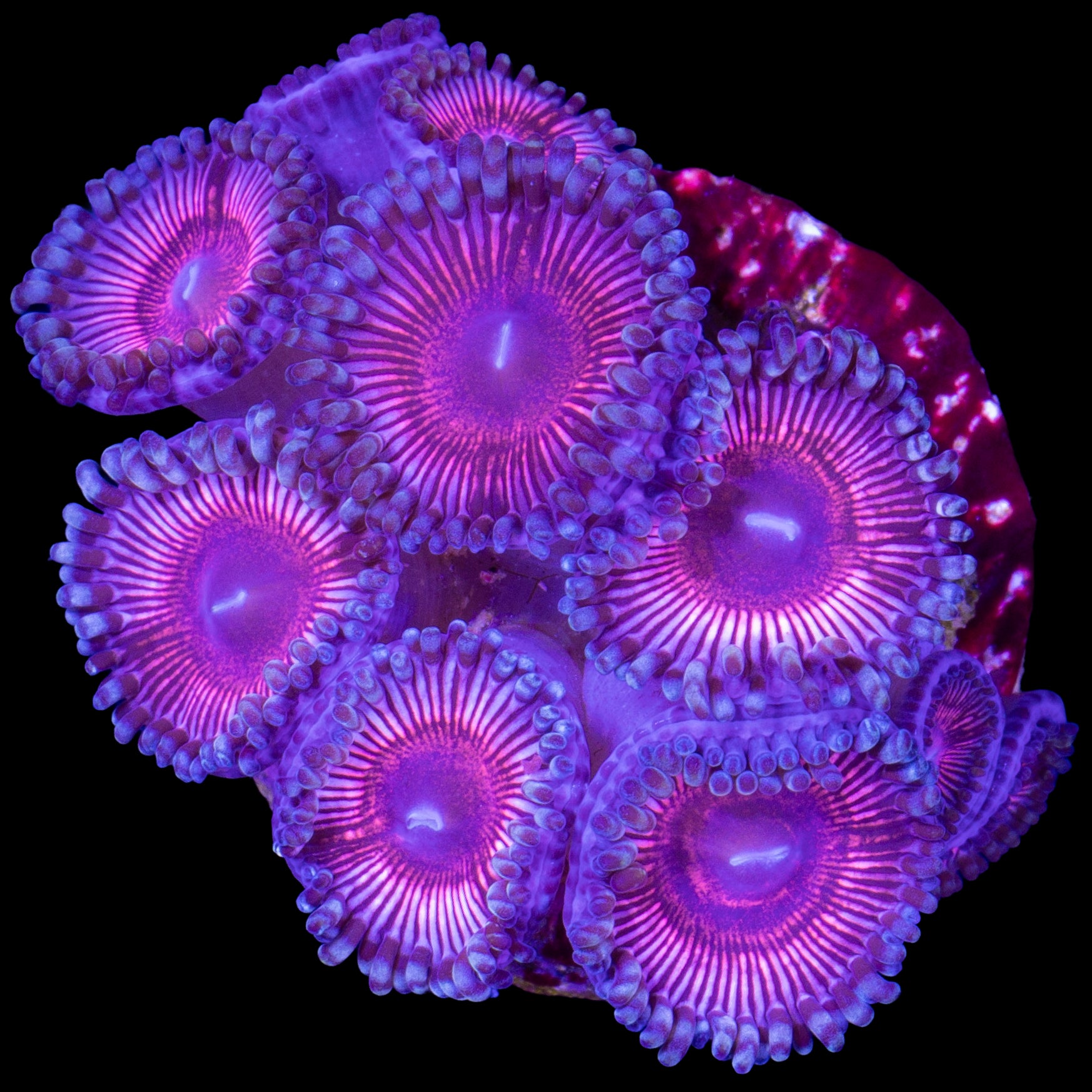 Vivid's Cats Eye Zoanthids