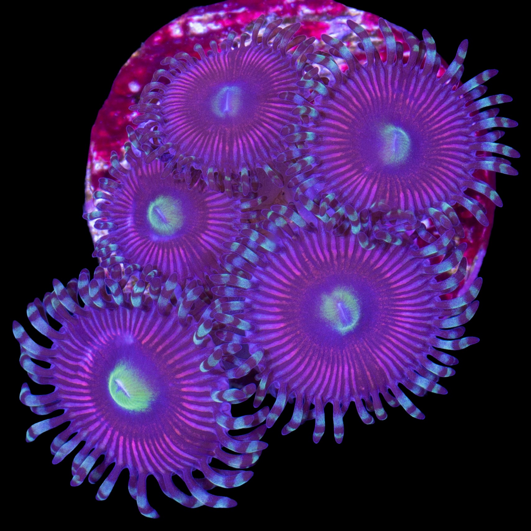 Mystery Zoanthids