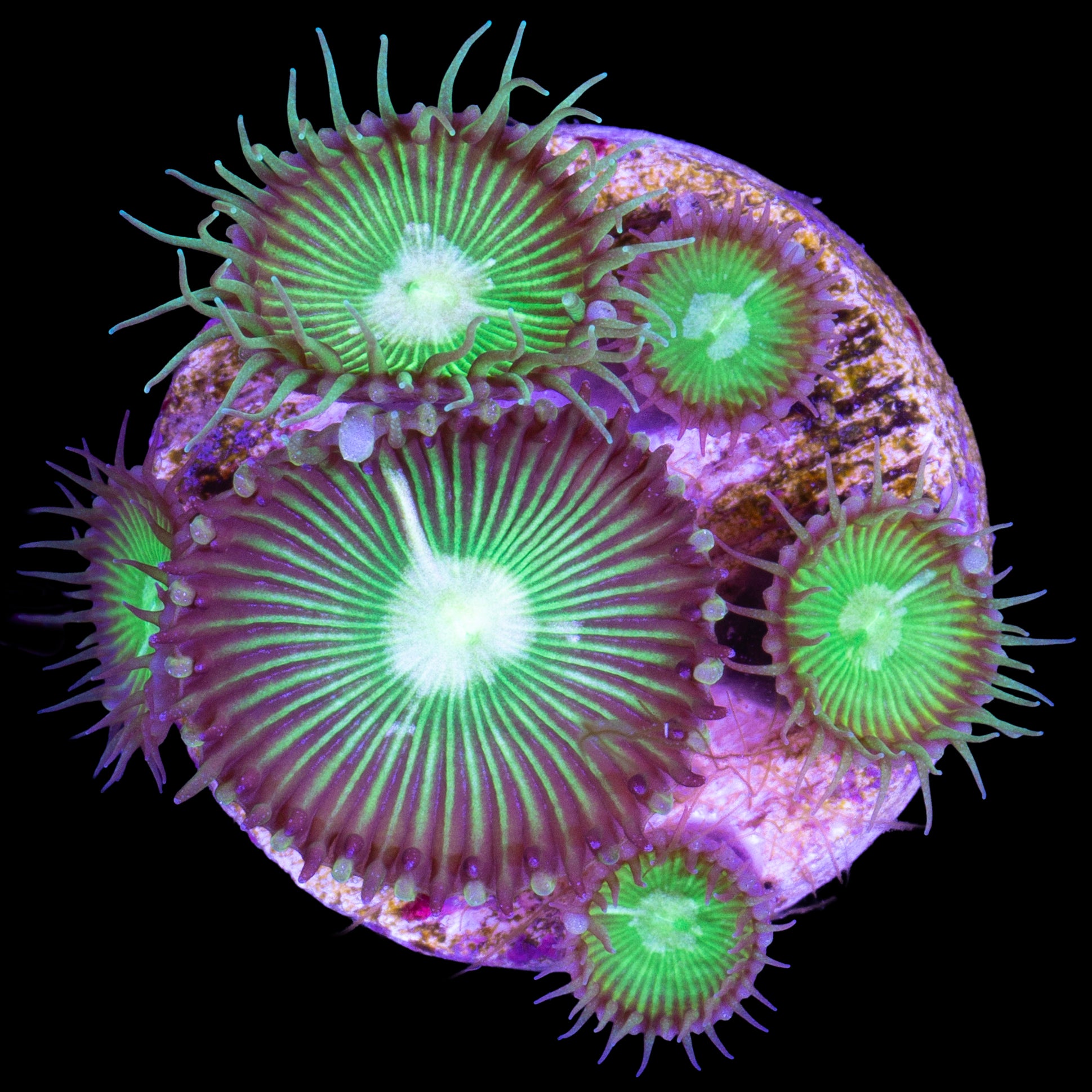 Vivid's Super Green Palythoa