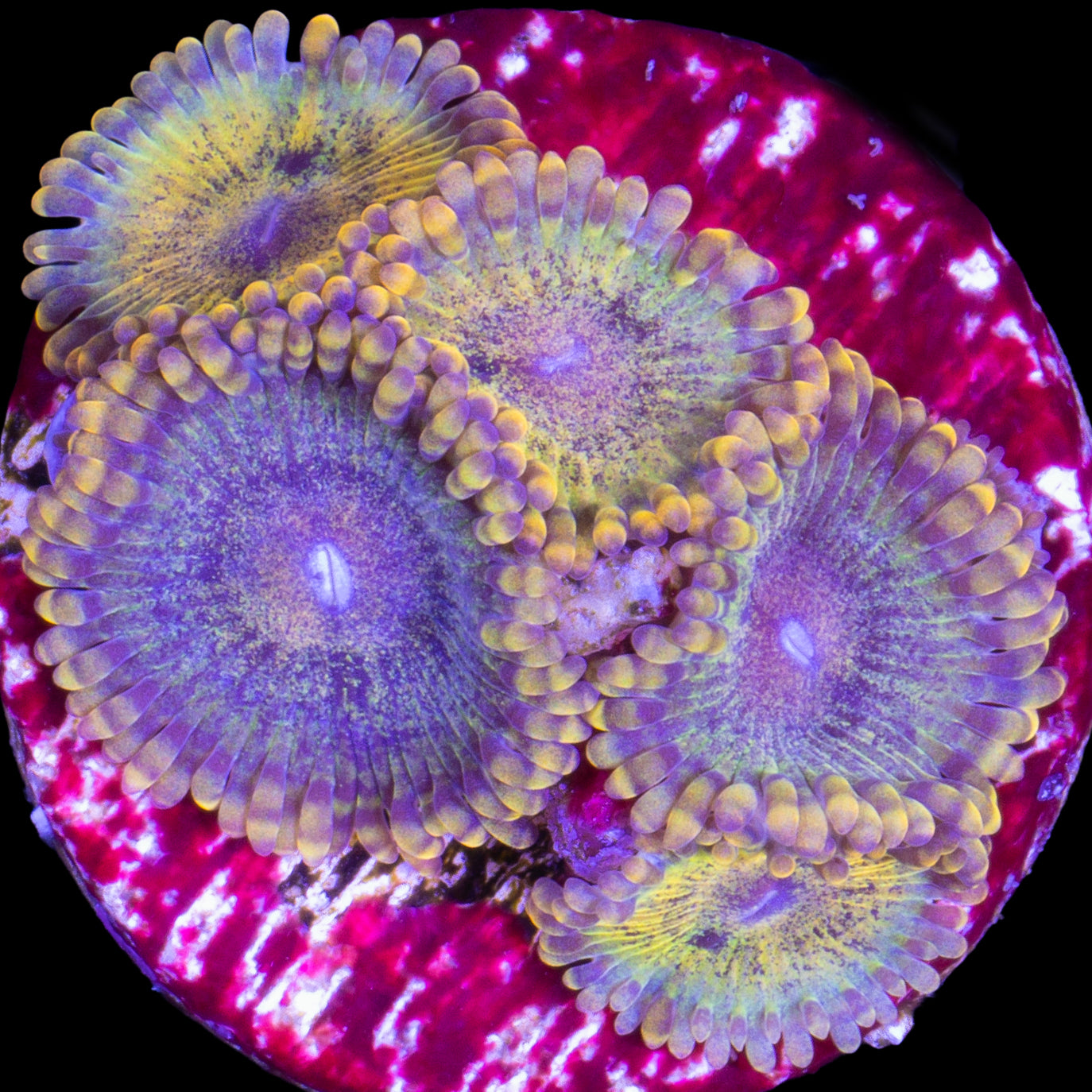 Vivid's Gold Maul Zoanthids