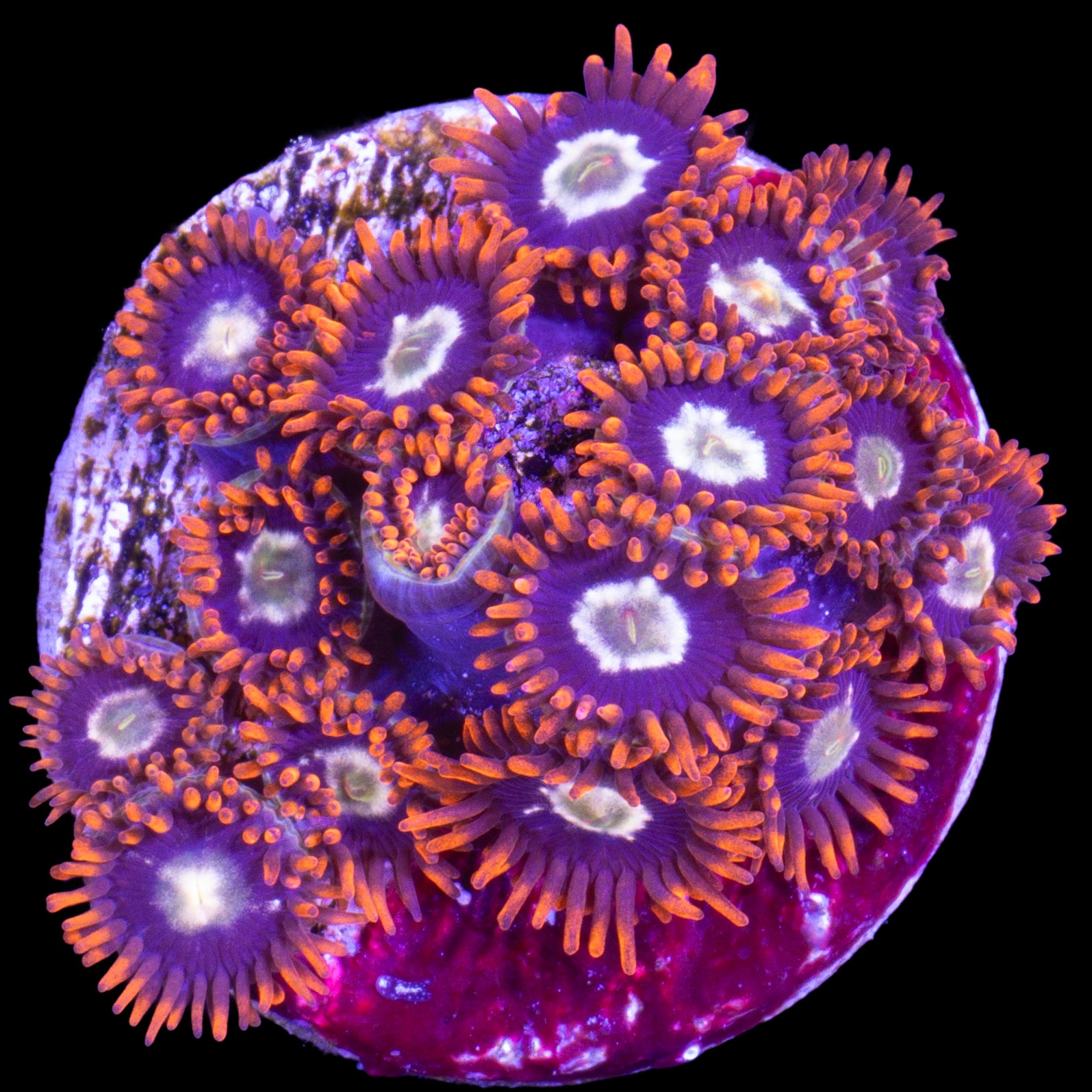 Vivid's Starfire Zoanthids