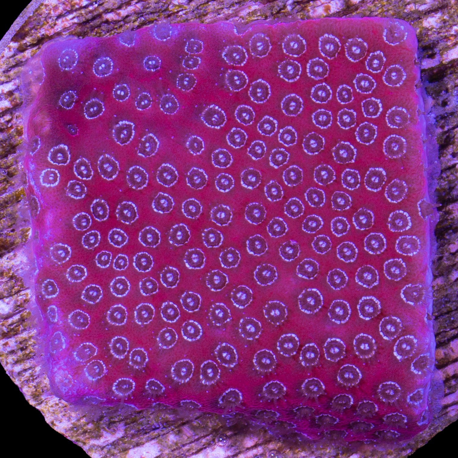Darth Maul Porites Coral