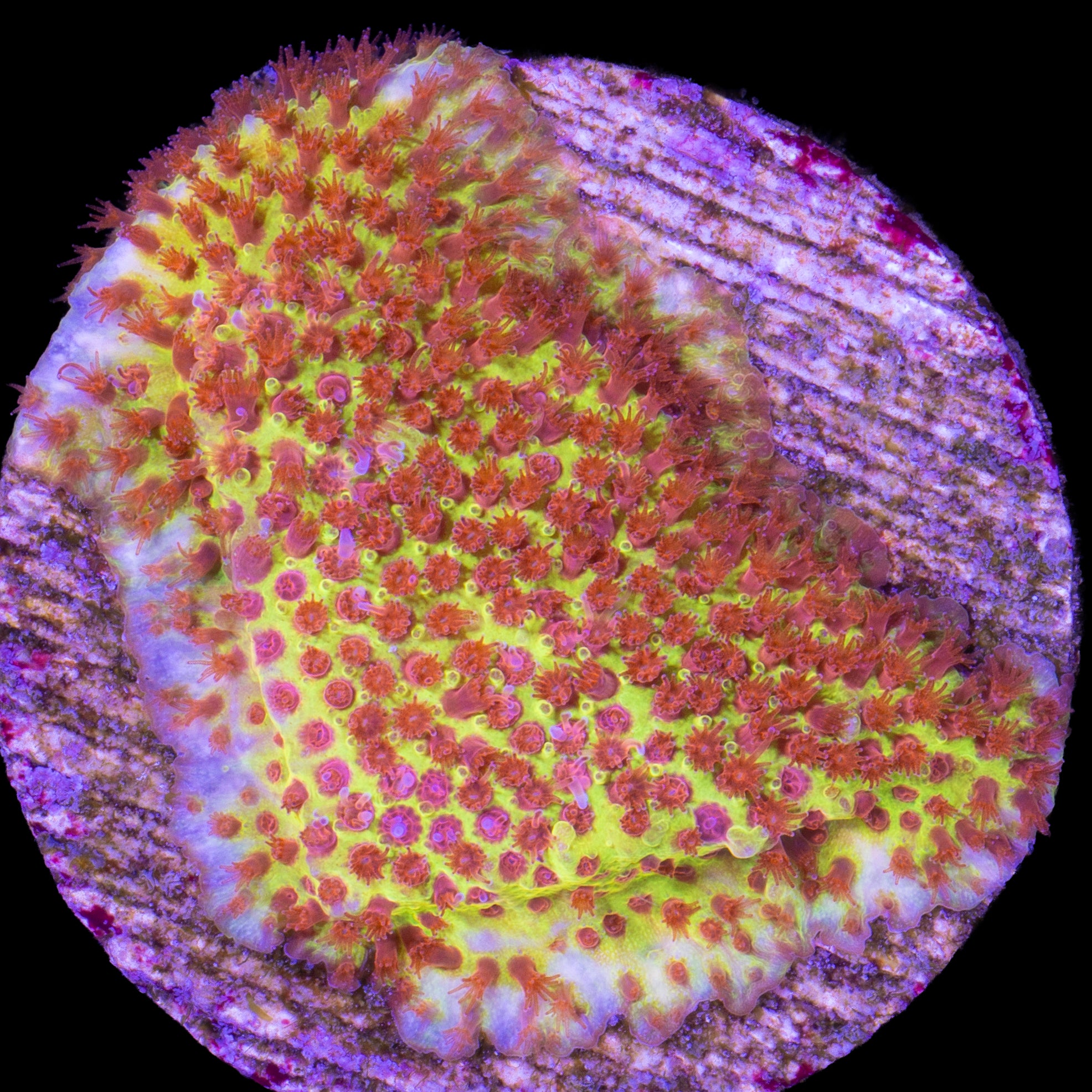 JF Burning Banana Stylocoeniella Coral