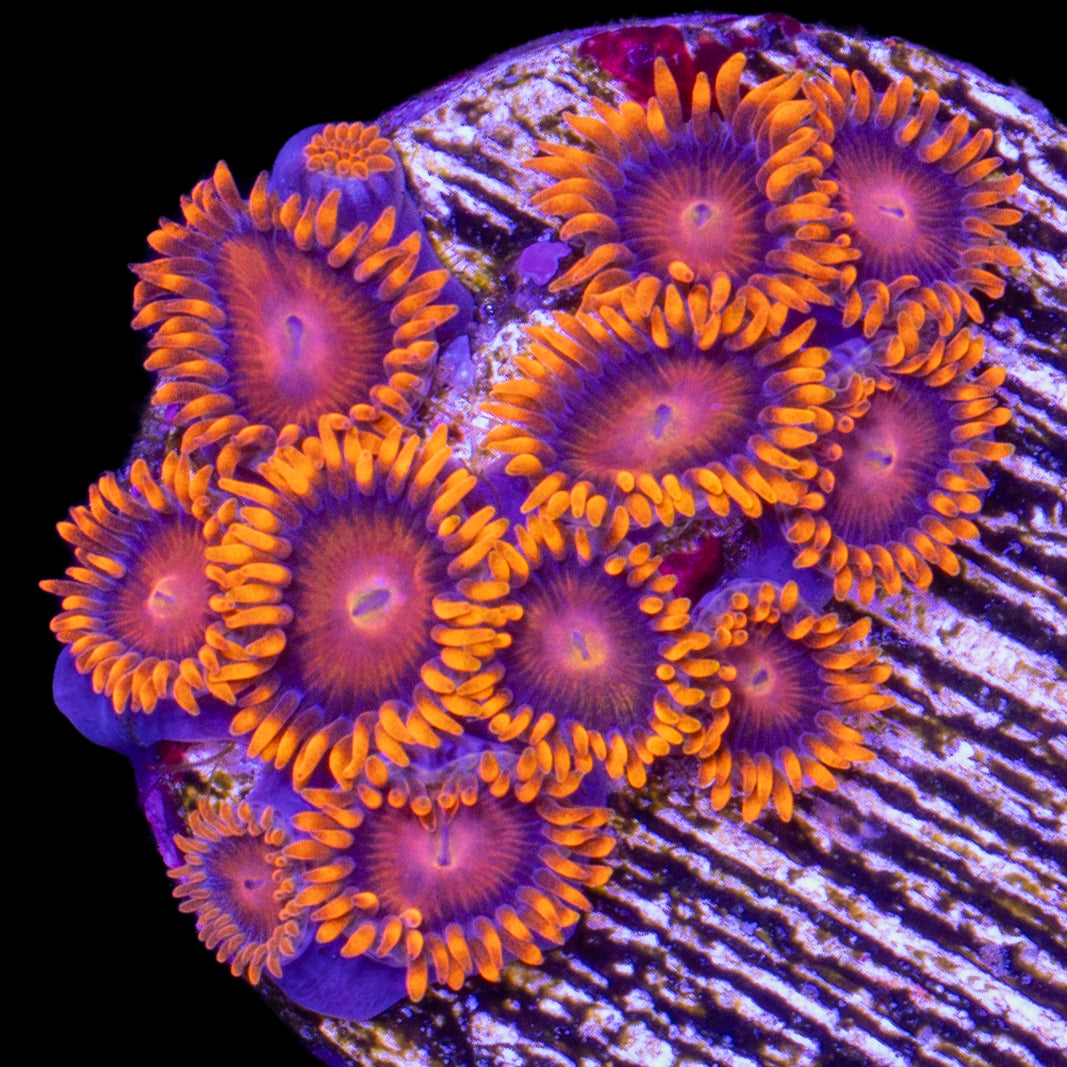 Orange Bam Bam Zoanthids