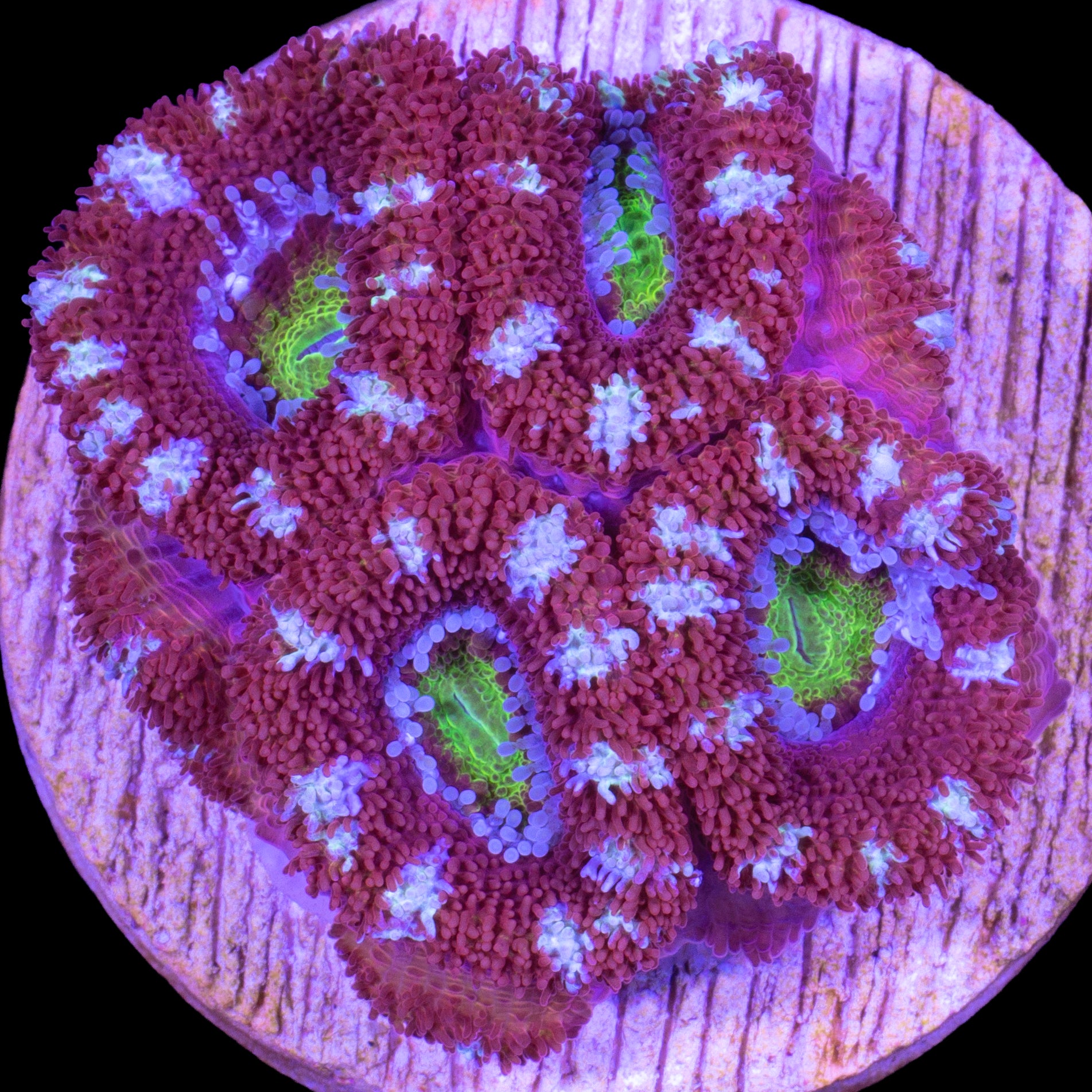 Golden Eye Acan Coral