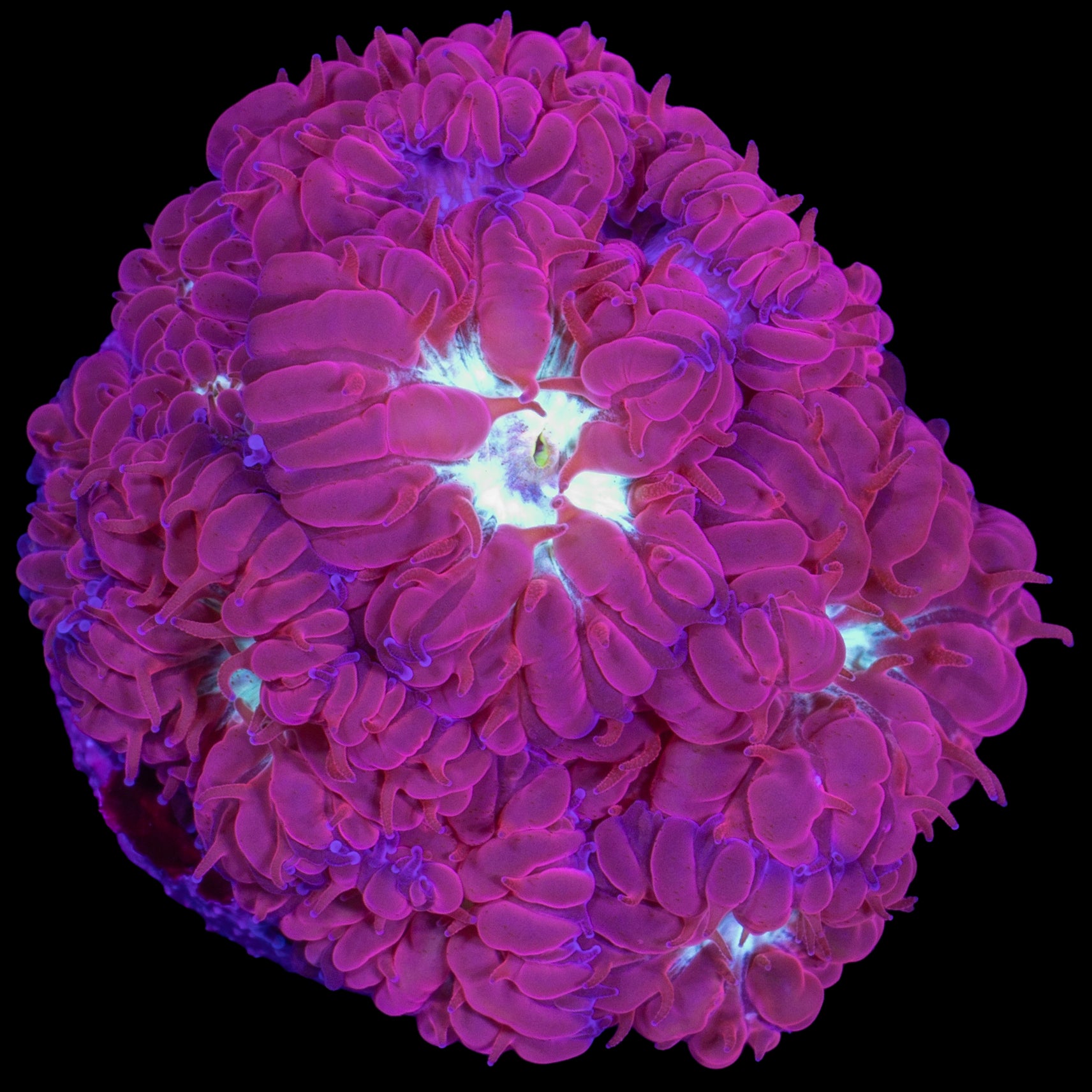 Appleberry Blastomussa Merletti Coral