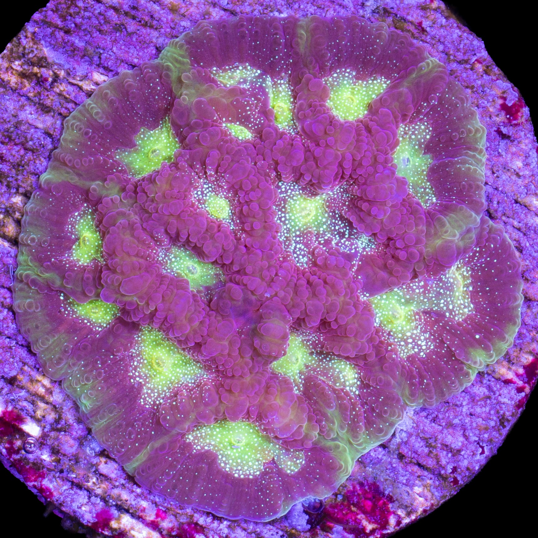Fairy Dust Favia Coral
