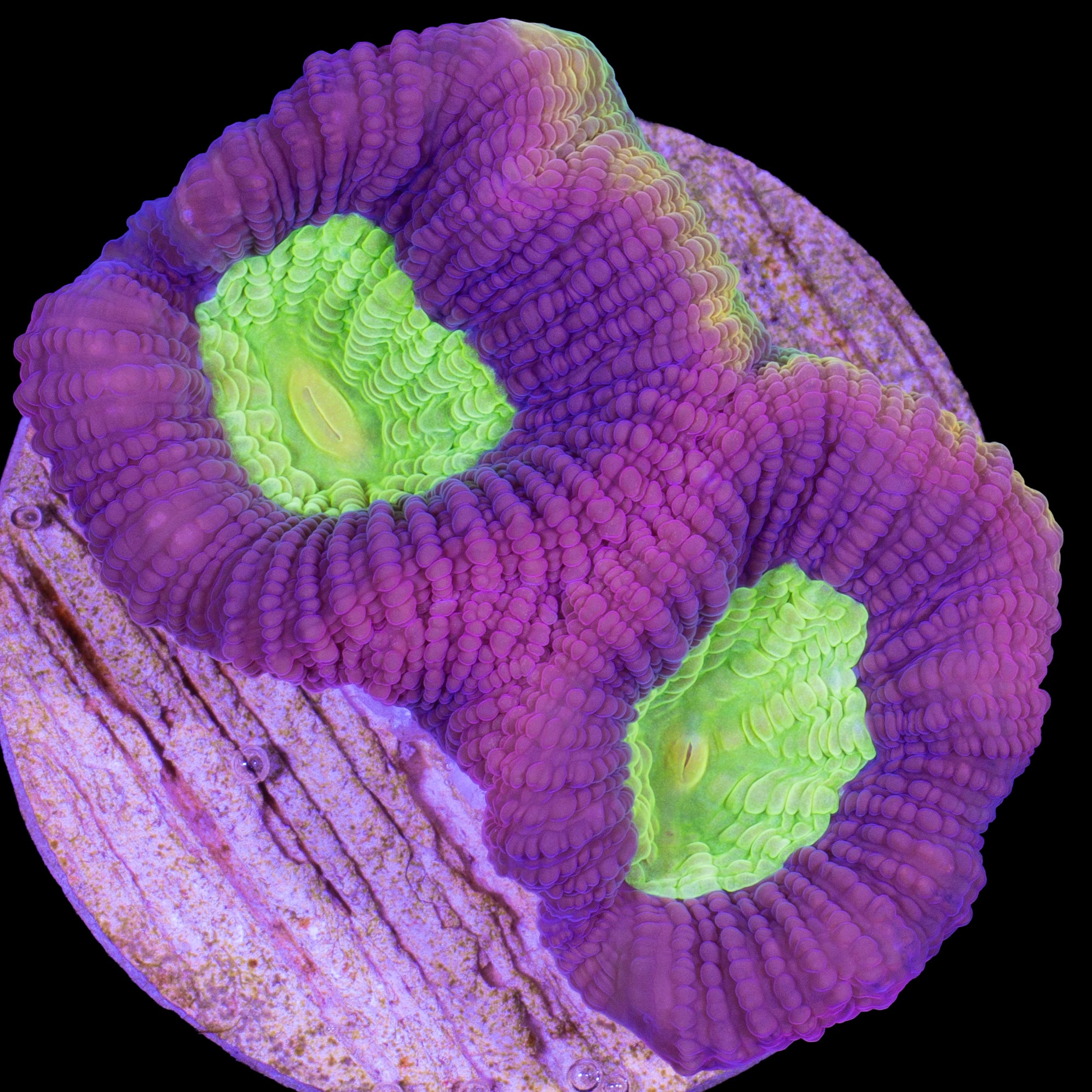 Dragon Soul Prism Goniostrea Coral
