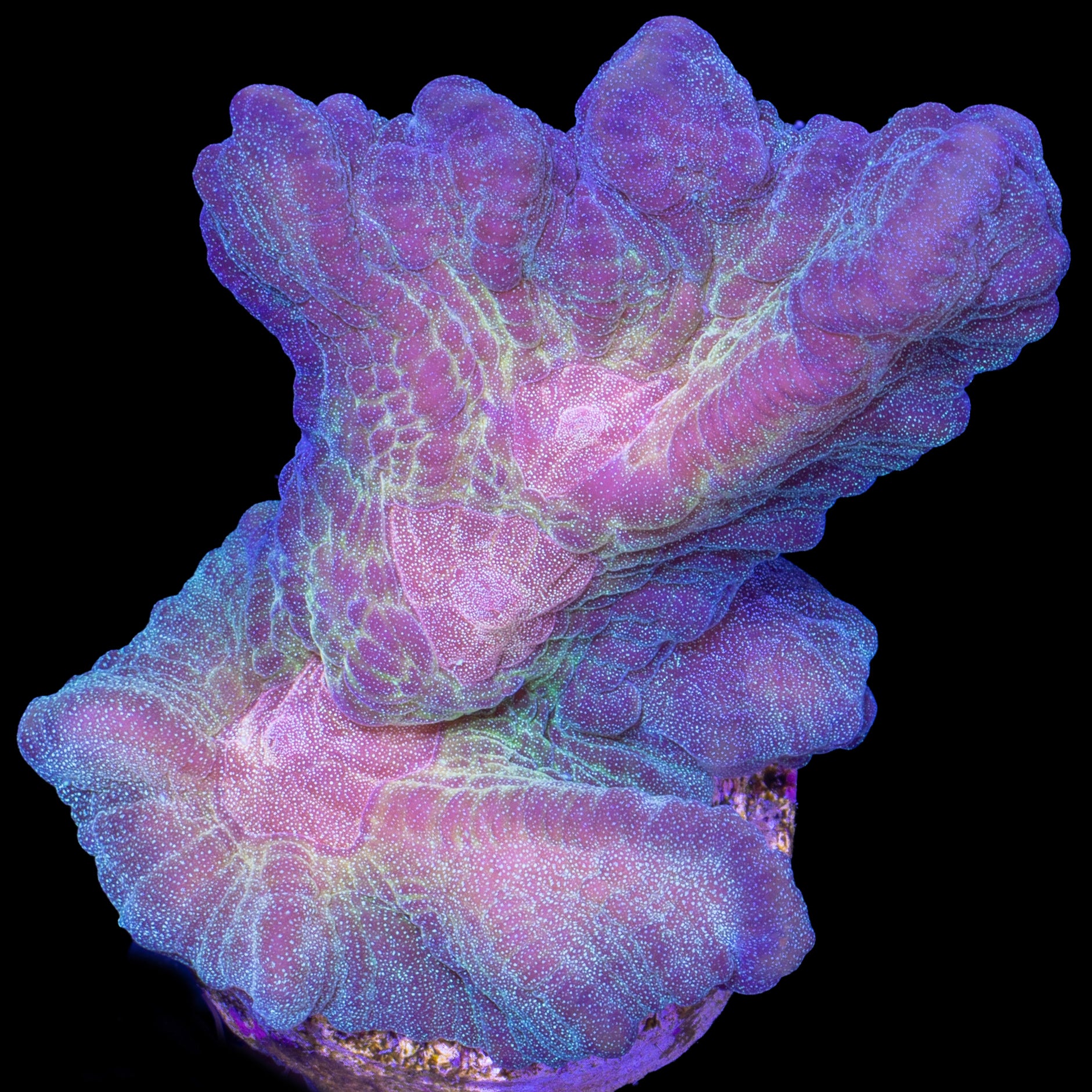 Rainbow Pectinia Coral
