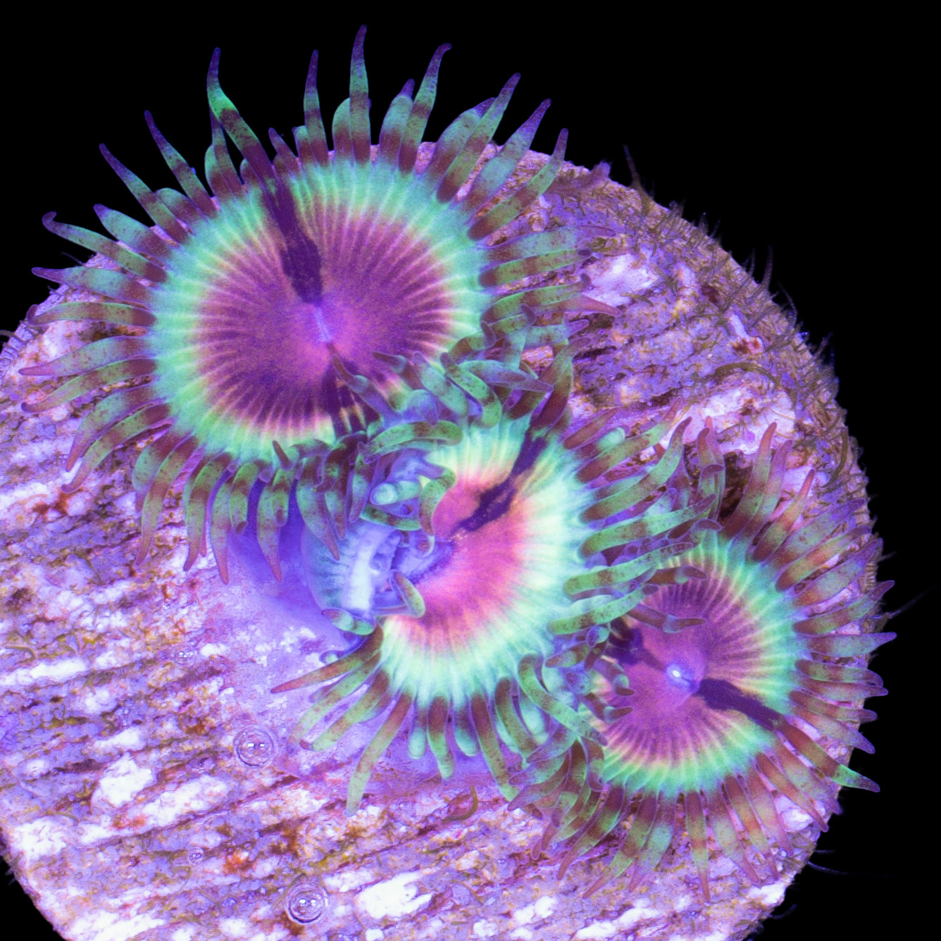 Vivid's Bloodshot Zoanthids