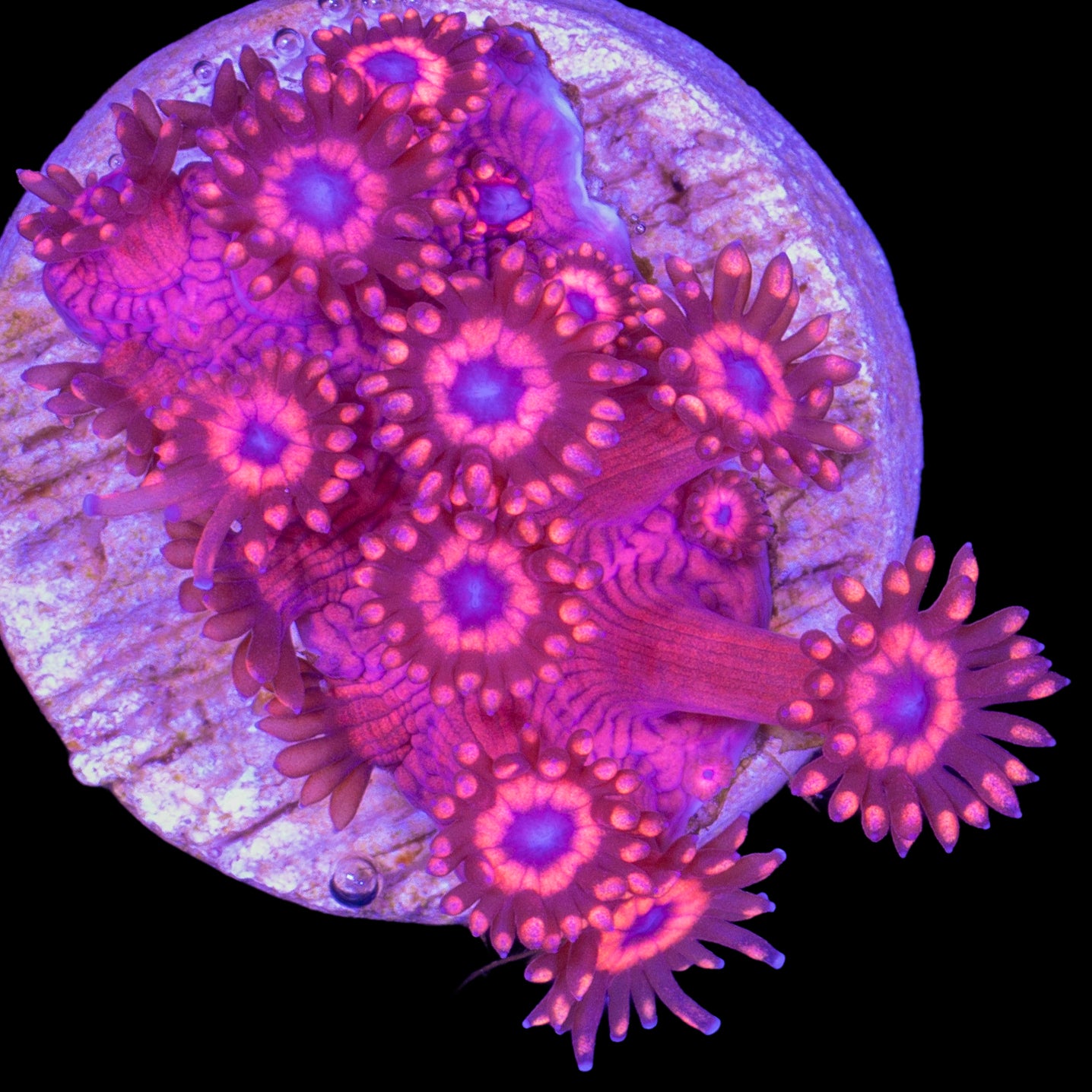 Spiderman Goniopora Coral