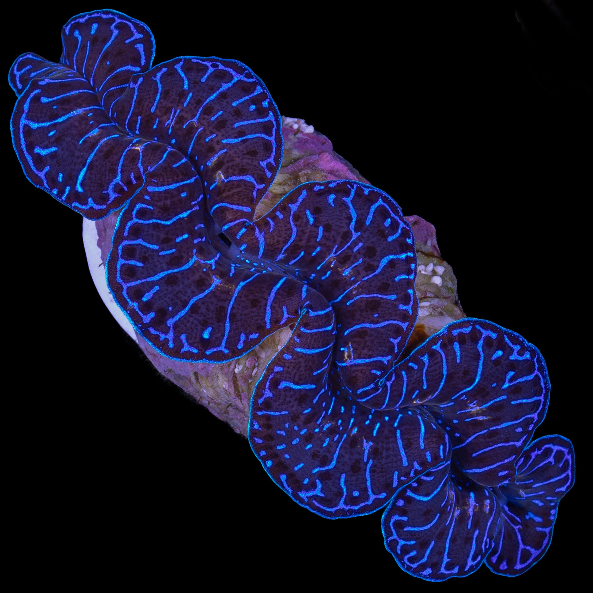 Ultra Maxima Clam