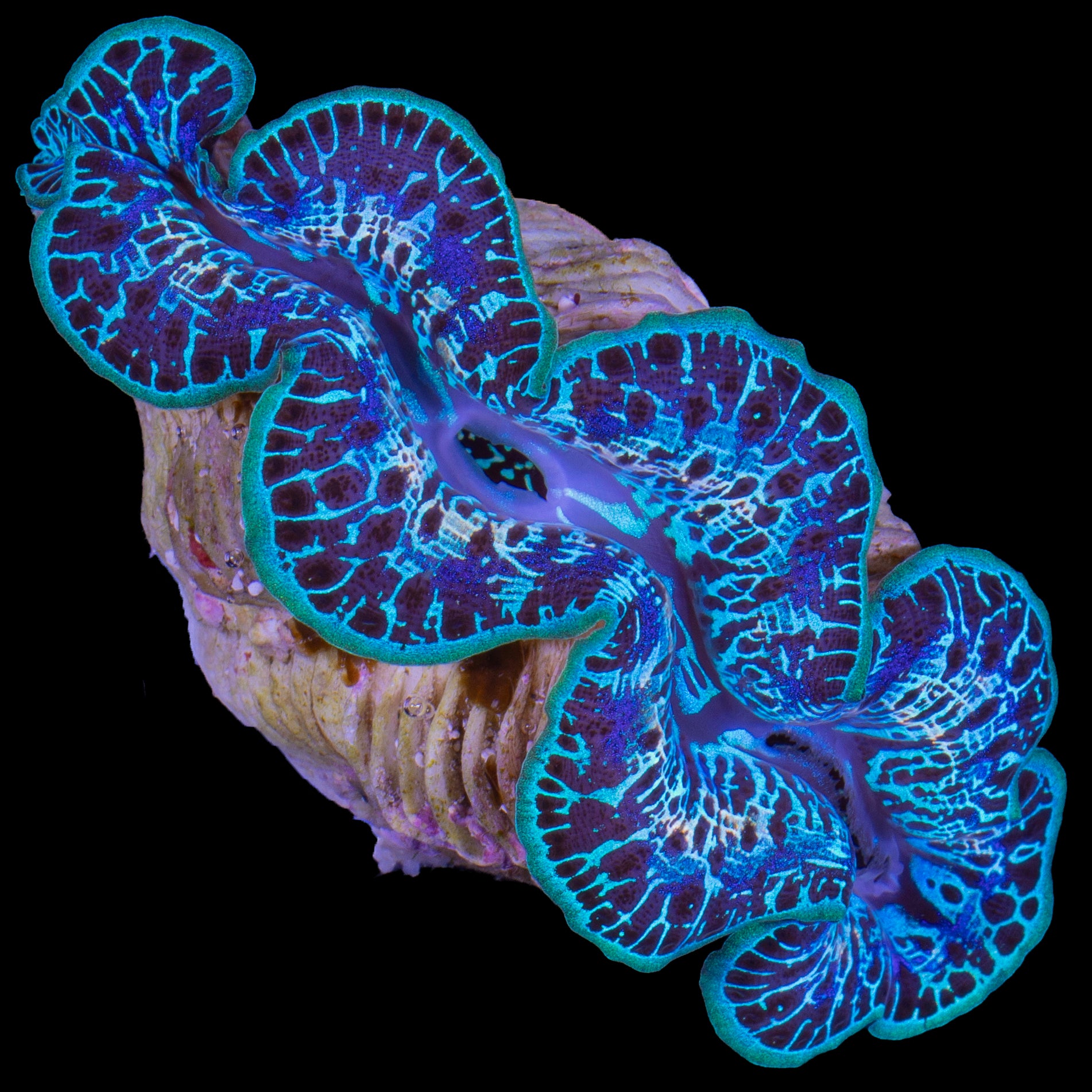 Ultra Maxima Clam