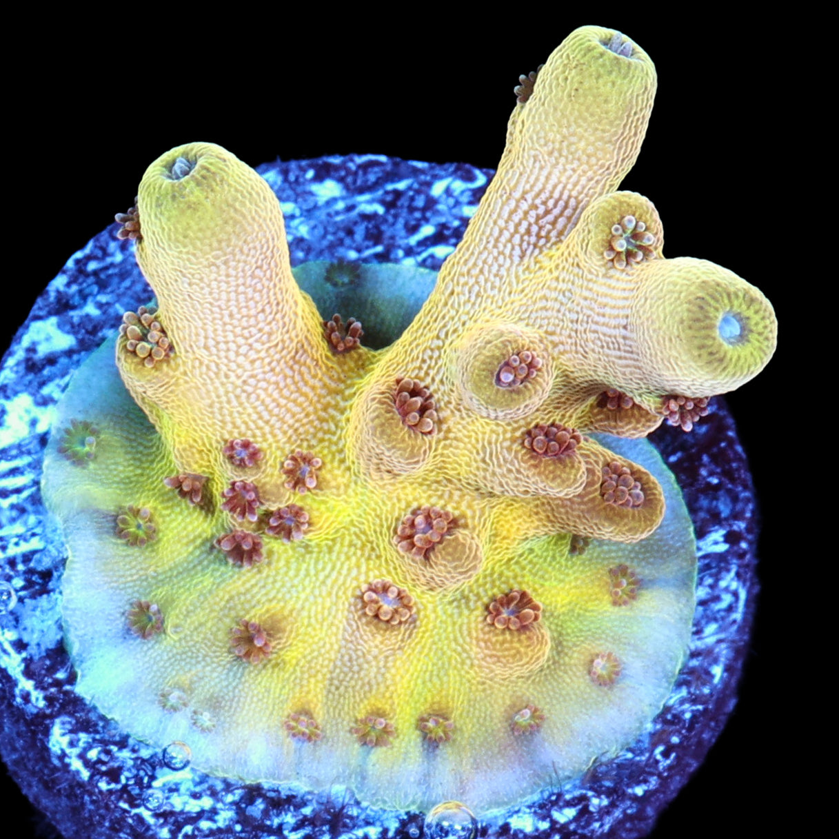 Vivid's Mindbender Acropora - 800 Grown