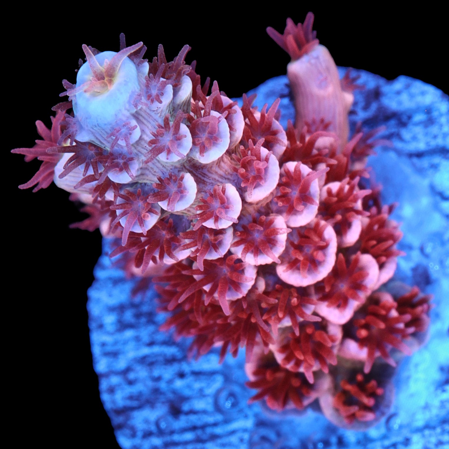 TGC Cherry Bomb Acropora Coral - 800 Grown