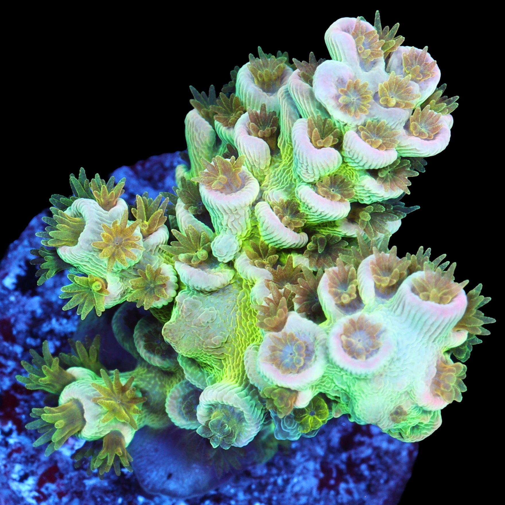 Vivid's Golden Leprechaun Tenuis Acropora Coral