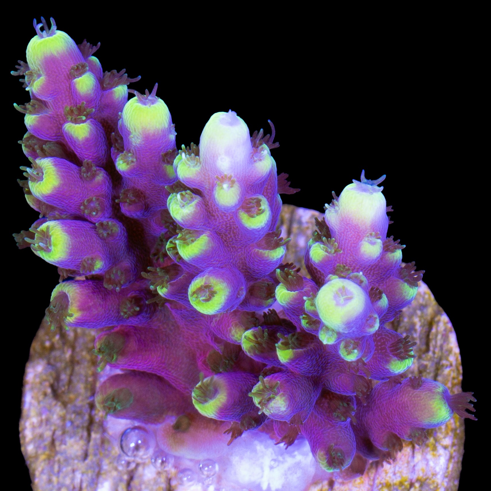 Sexy Stiletto Acropora Coral - 800 Grown