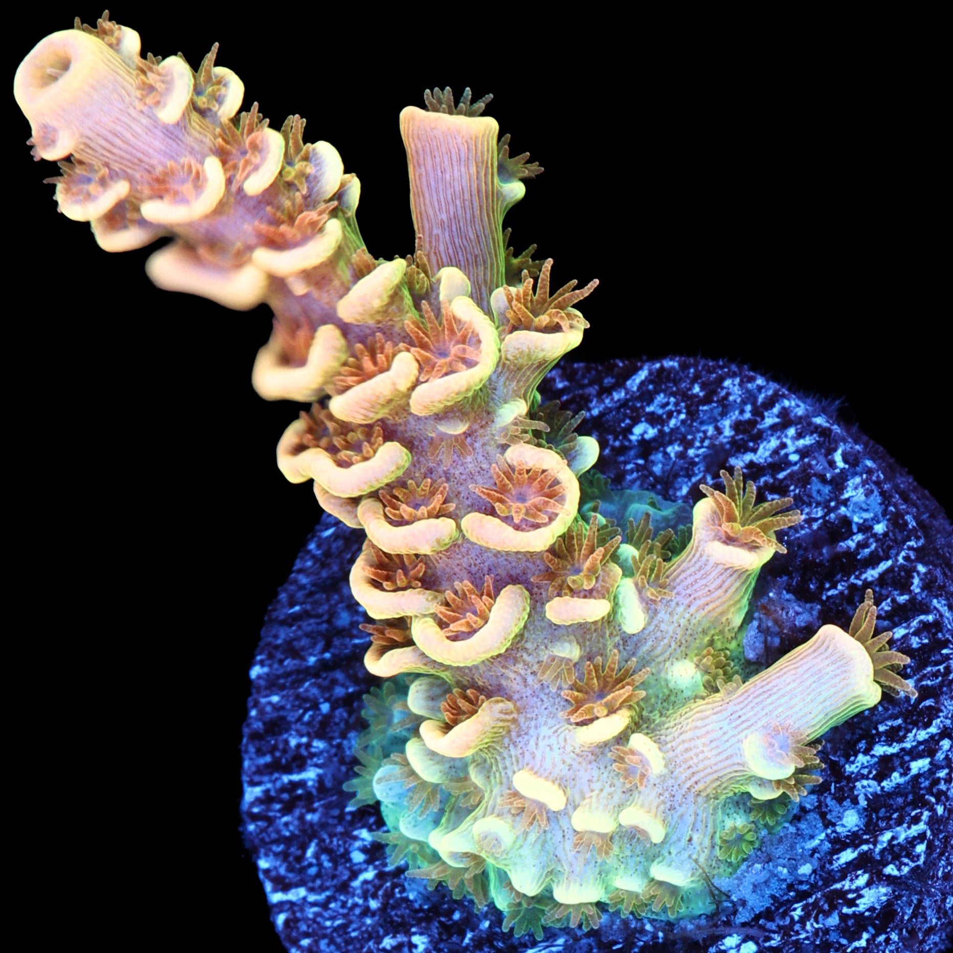 Aquaman Tenuis Acropora Coral - 800 Grown