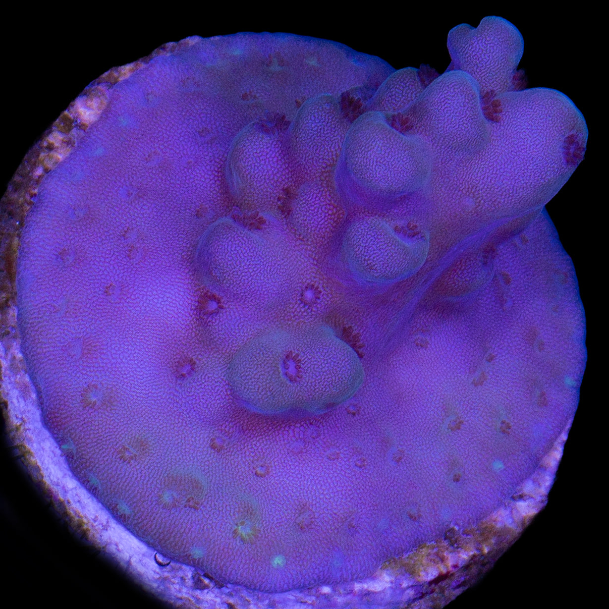 Solomon Islands Purple Monster Acropora Coral (imported 2024)