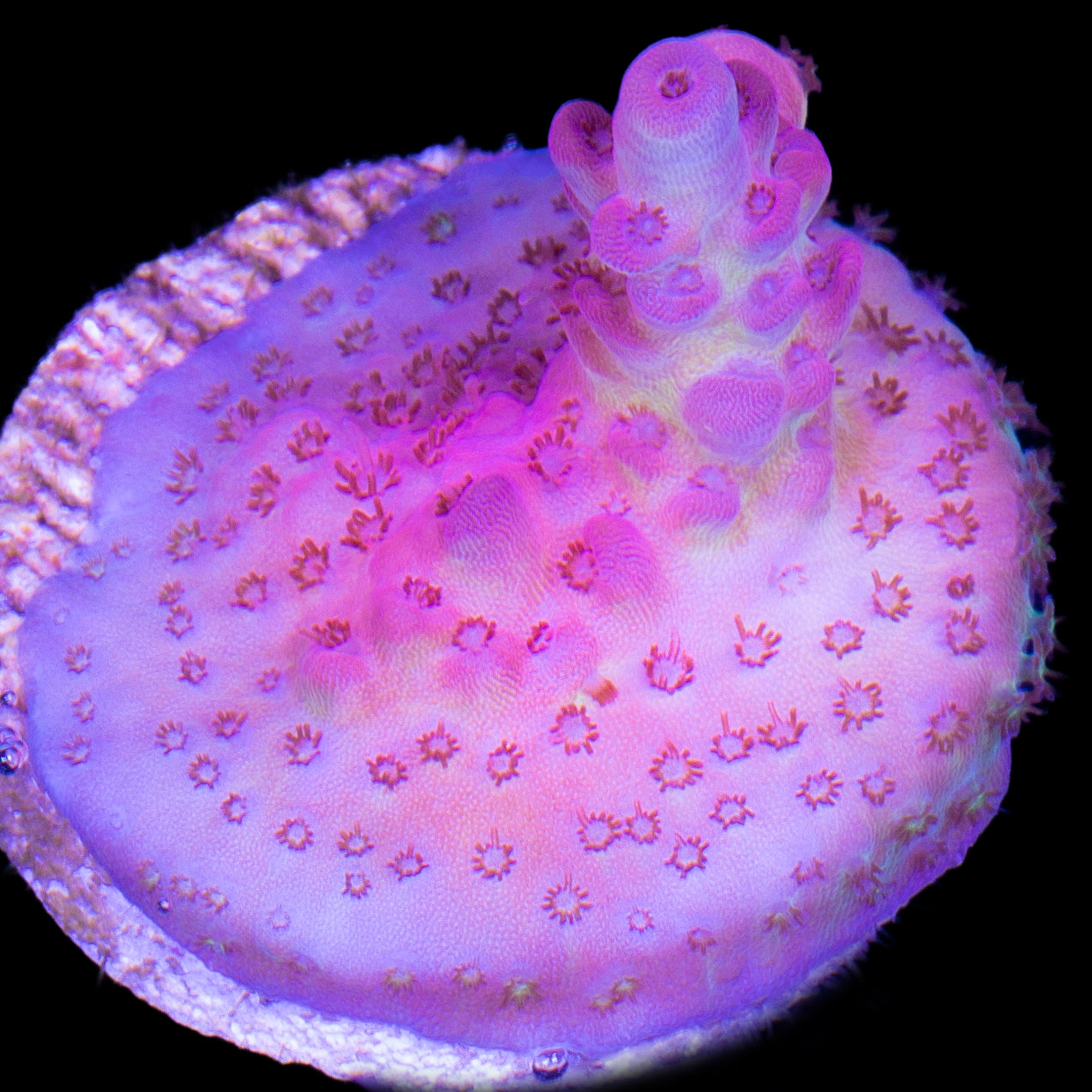 Pink Ink Acropora Coral