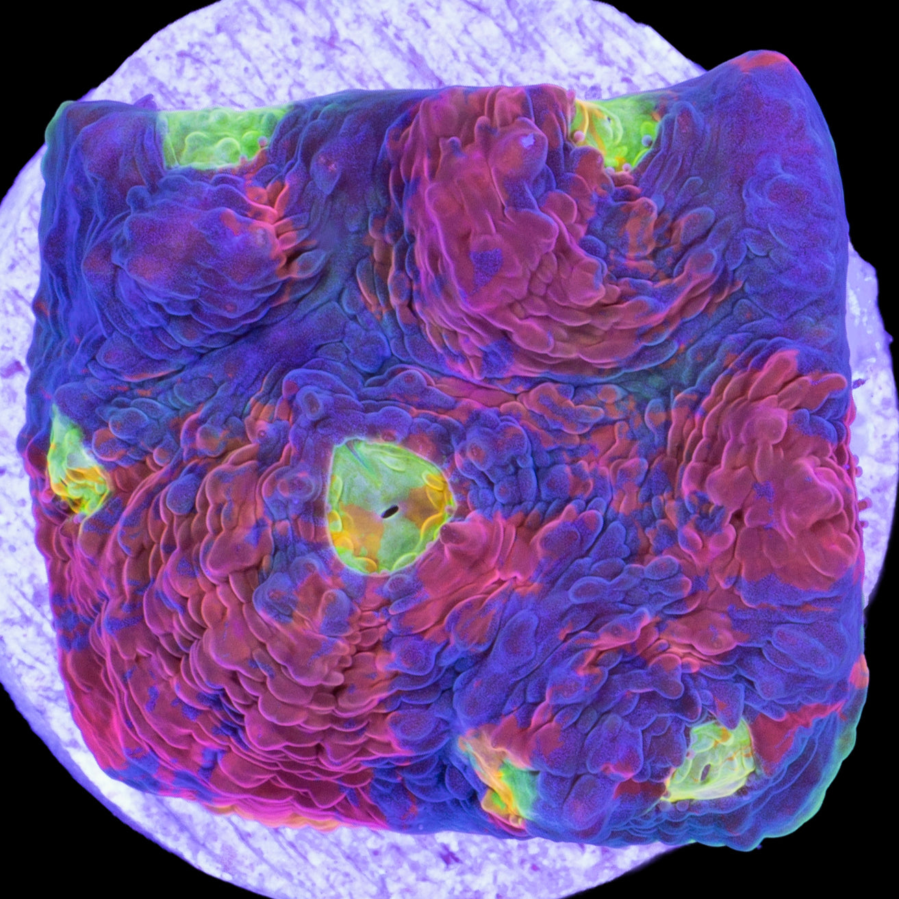 Jellybean Echinophyllia Coral