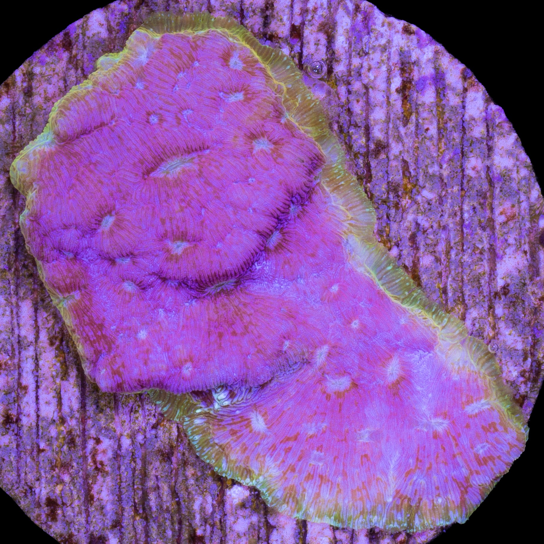 Klepto Leptoseris Coral