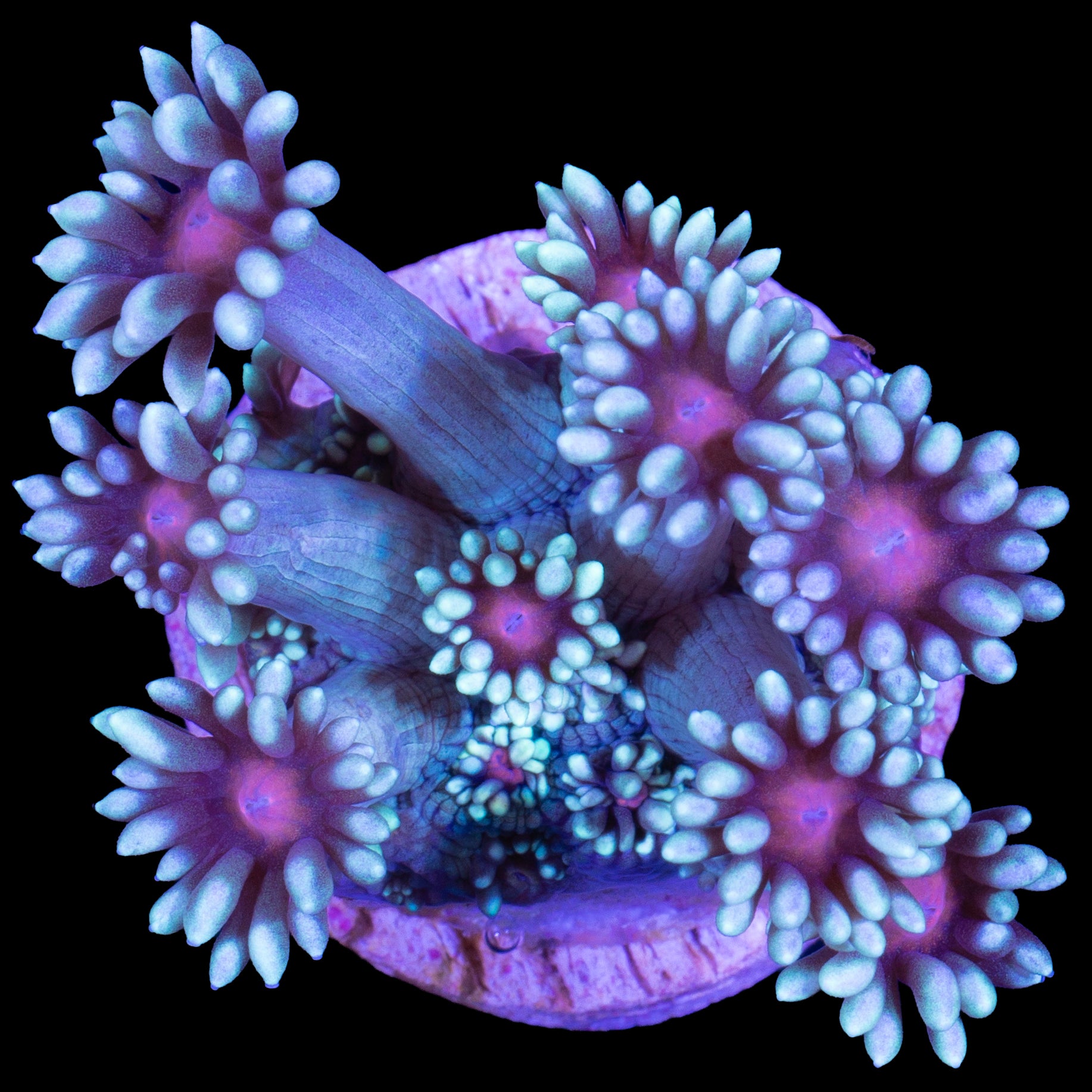 Sakura Goniopora Coral