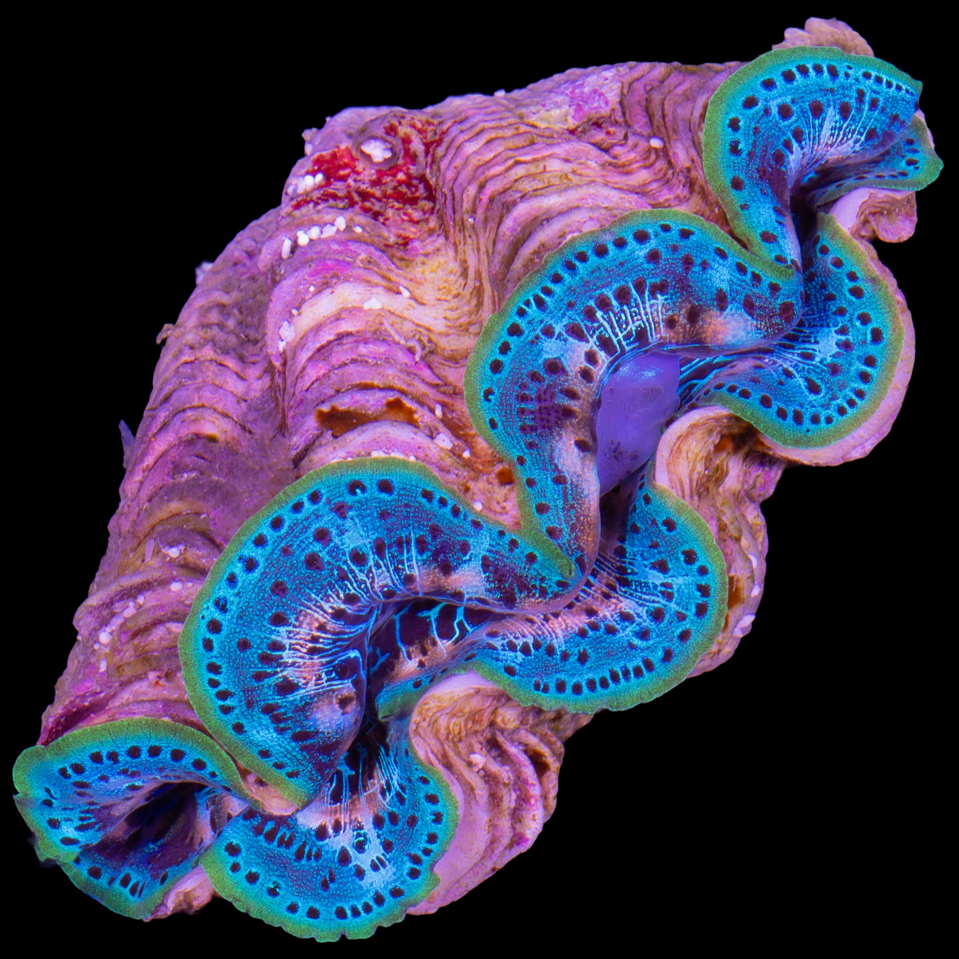 Ultra Maxima Clam