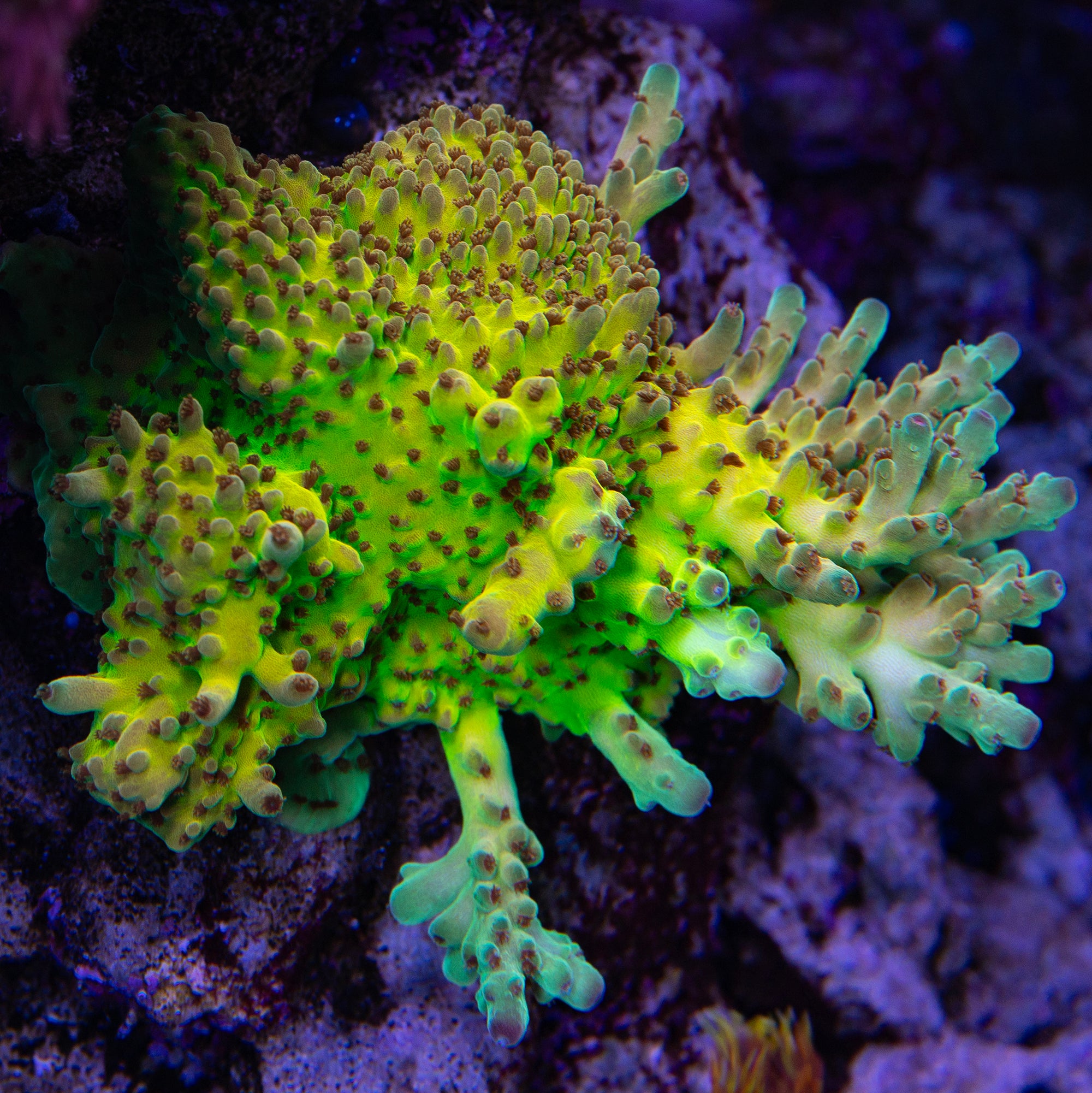 Yellow Submarine Acropora Coral - 1st Release & 800 Grown