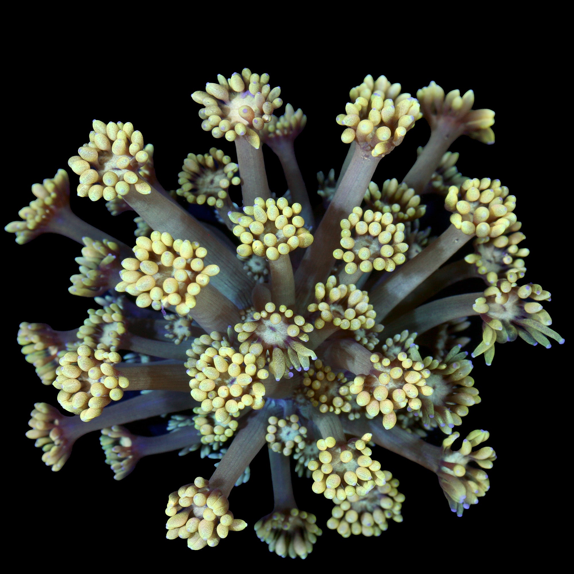 Vivid's 24K Goniopora Coral