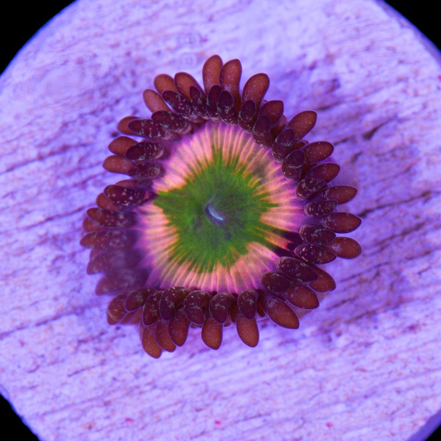 Vivid's Rainbow Infusion Zoanthids