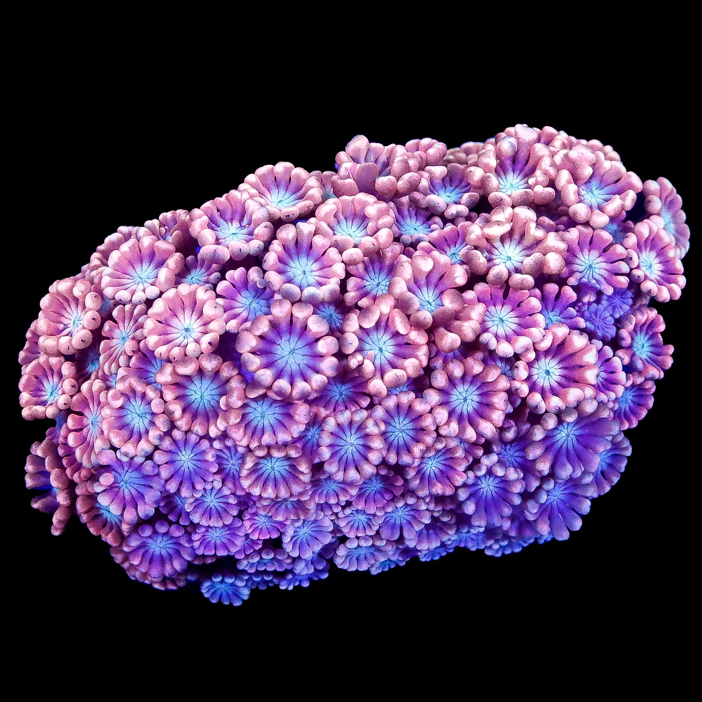 Blue Eye Pink Alveopora Coral Colony