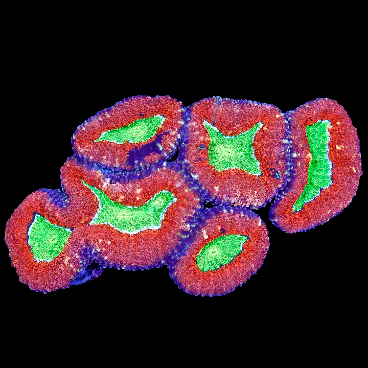 Ultra Molten Lobophyllia Coral Colony