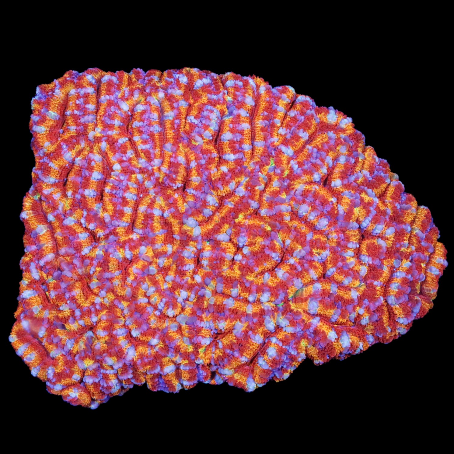 Ultra Hot Rainbow Acan Lord Coral Colony