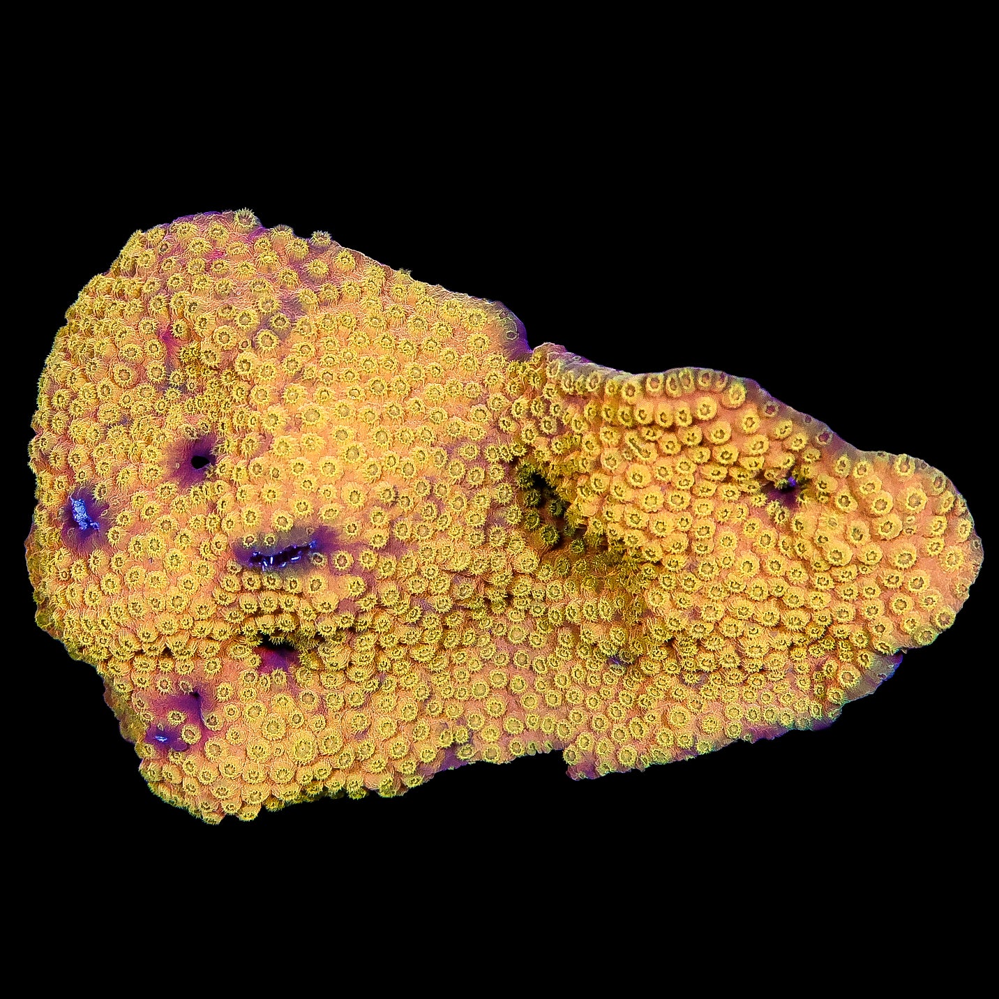 Orange Gold Cyphastrea Coral Colony