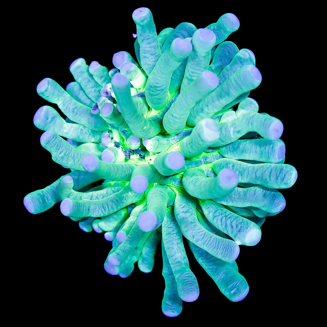 Neon Aussie Heliofungia Plate Coral