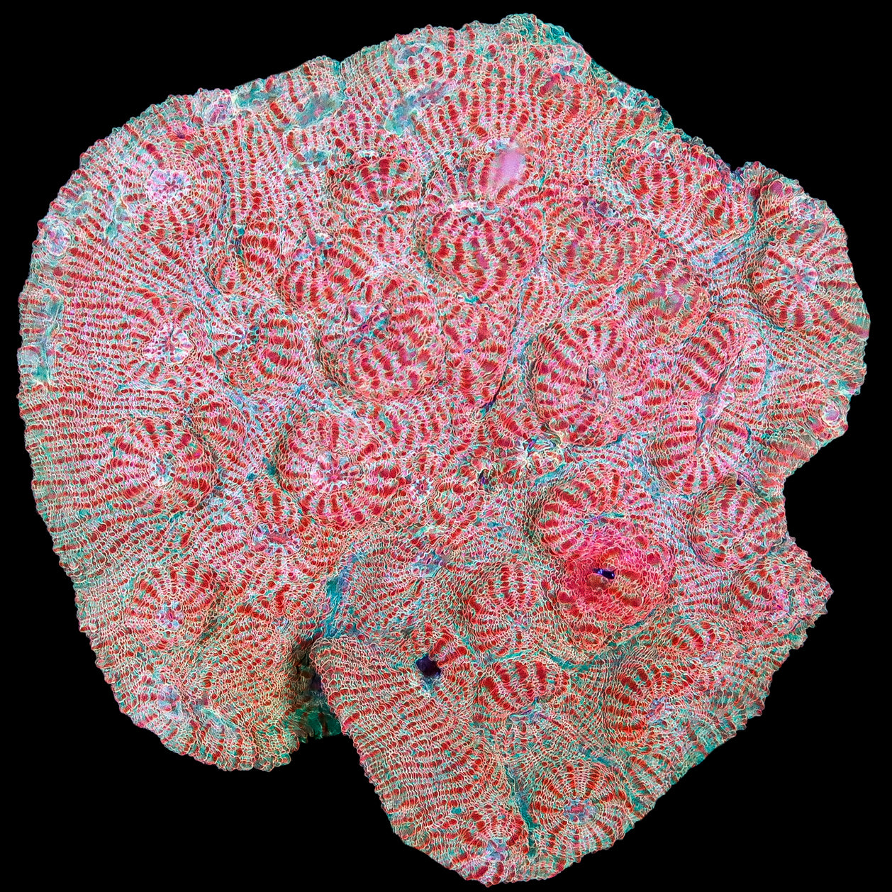 Ultra Orange Branching Hammer Coral Colony - 10 Heads