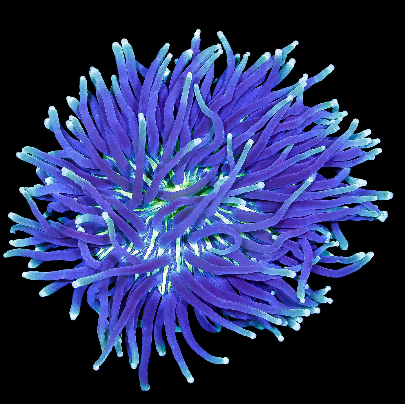 Aussie Heliofungia Plate Coral Colony