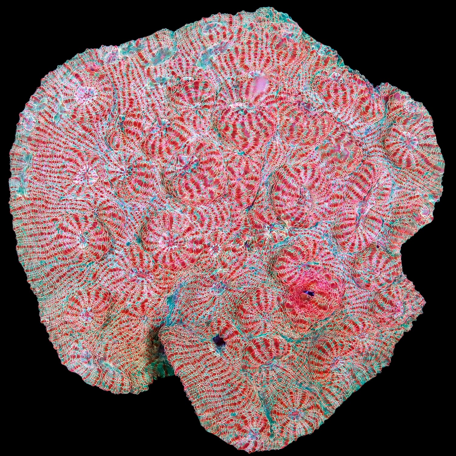 Sharkbite Echiniphyllia Coral Colony