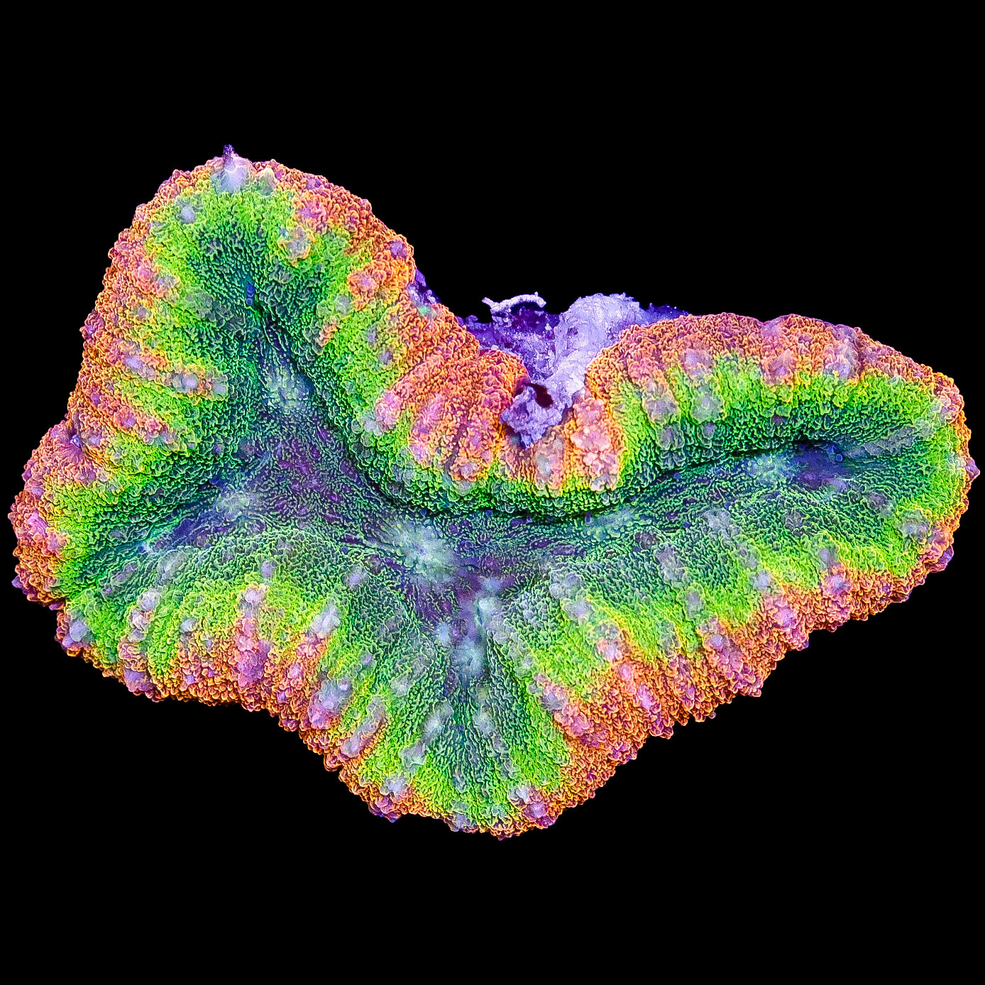 Ultra Aussie Lobophyllia