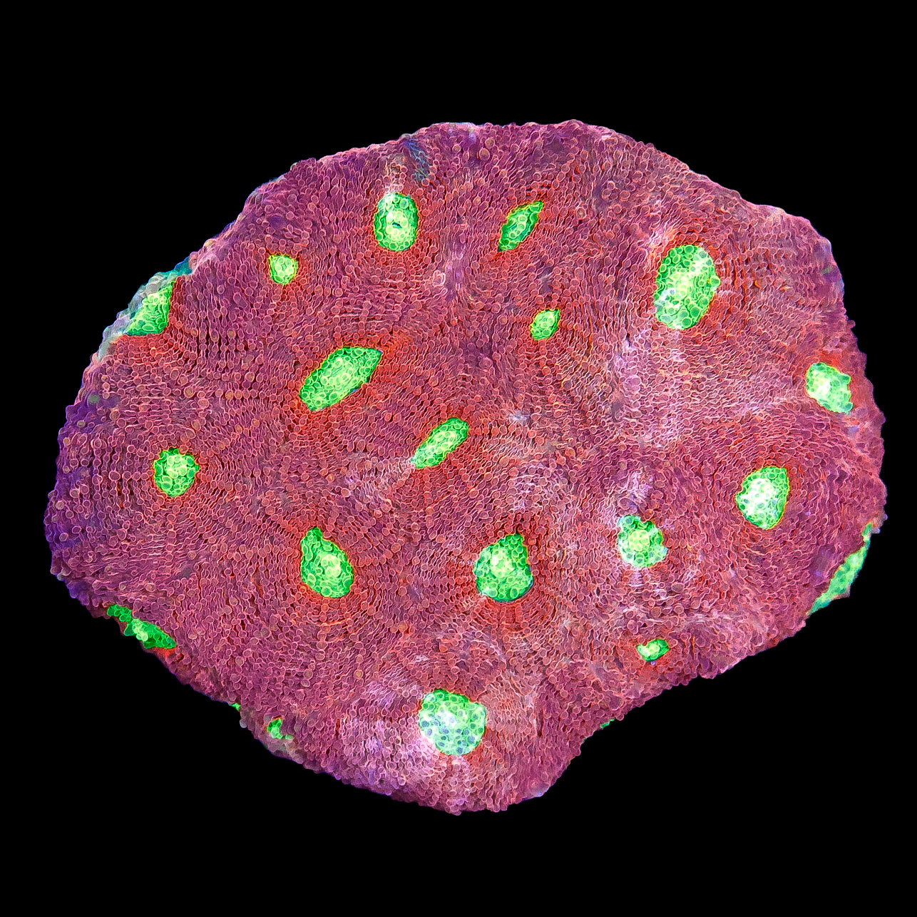 Orange Crush Acan Echinata Coral Colony